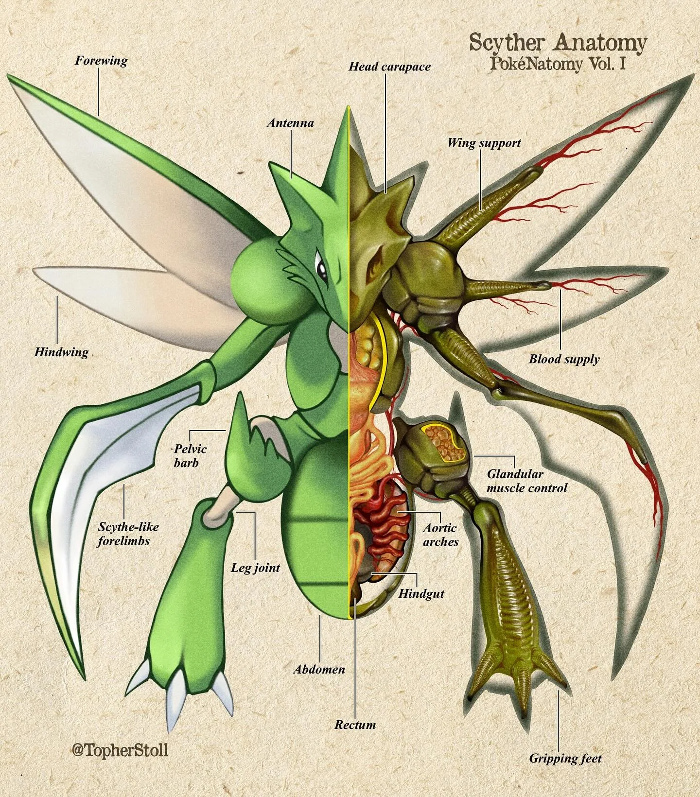 These large, bipedal, alpha predators bear mixed reptilian and insectoid characteristics. They are famous for their specialized bladed forearms, which they use to strike down prey and eviscerate competitors. These efficient killing tools have remaine