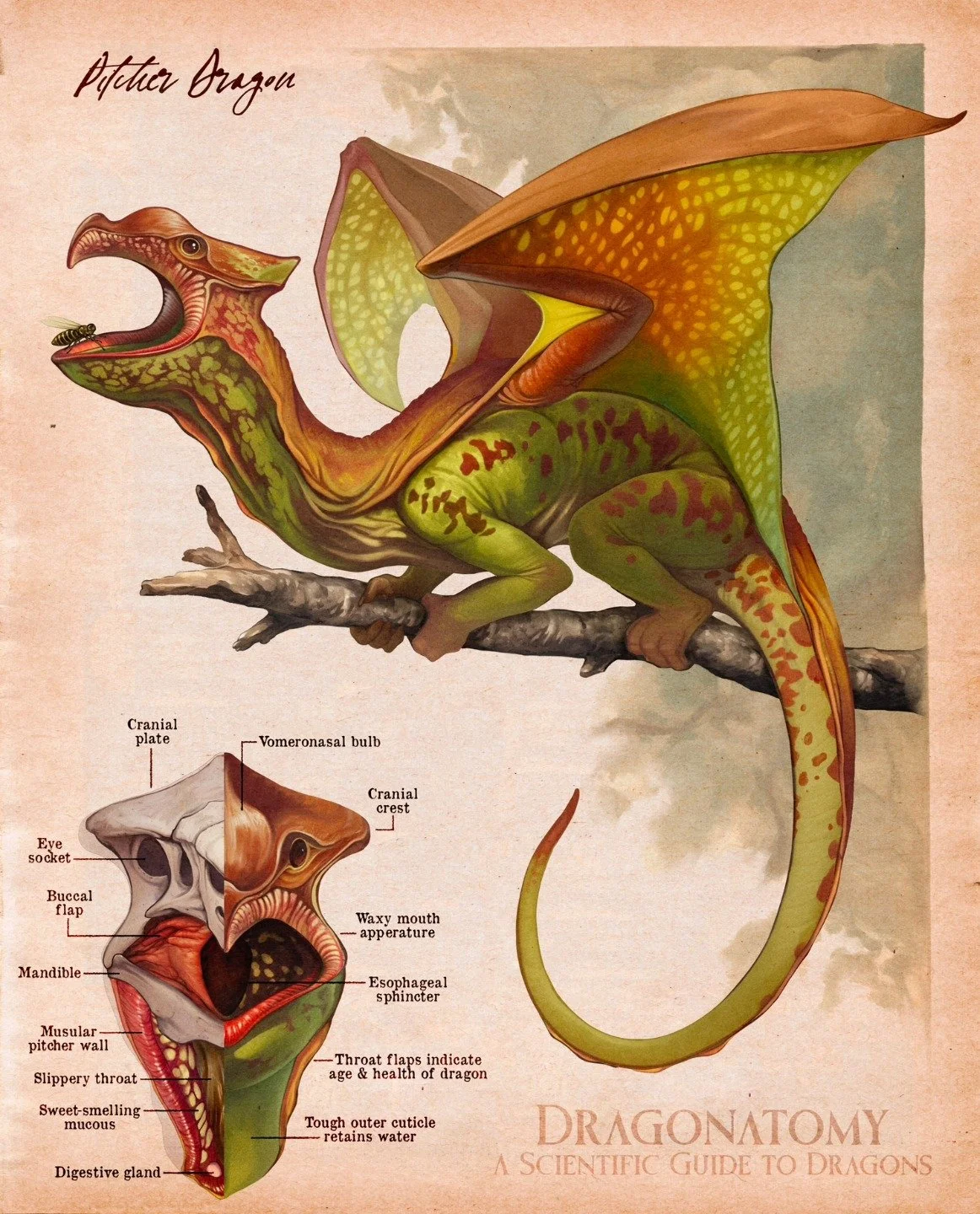 Scientific Guide to Dragons now available, link in bio! 
Pitcher Dragons are sedate insectivores that lure jungle bugs into their open throat with sweet smelling mucus secretions. 
If larger prey like small birds or pollinator dragons investigate too