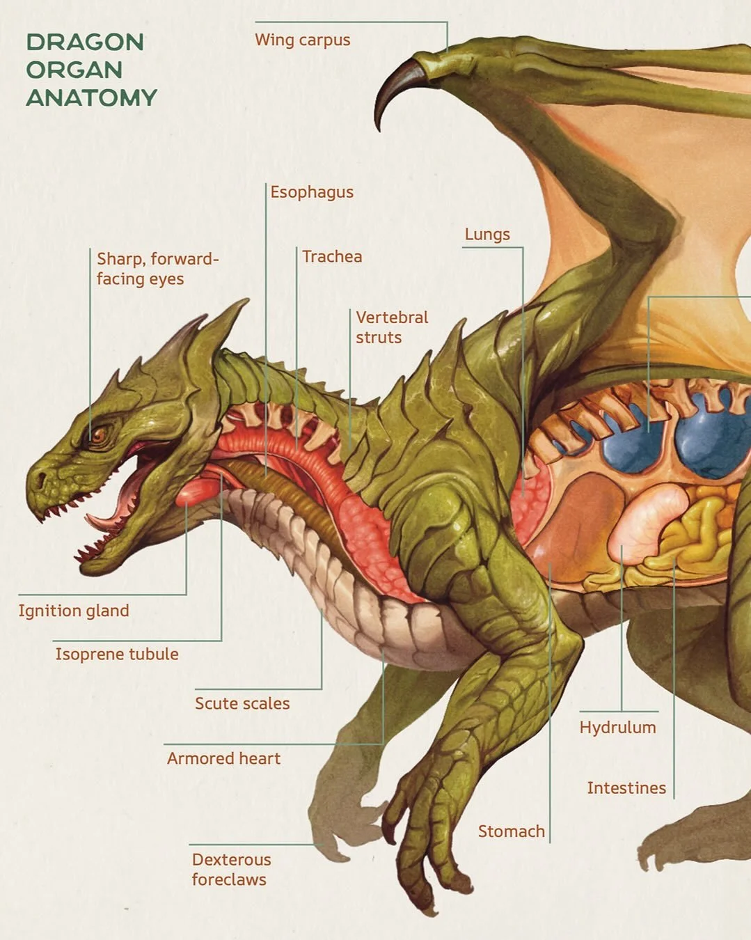 Swipe ➡️➡️➡️ through to see the anatomy of a dragon, muscle, skeleton, and organs revealed. 🐉✨

I&rsquo;m so excited to share that the digital edition of Dragonatomy is now available to backers through Kickstarter! The physical books have officially