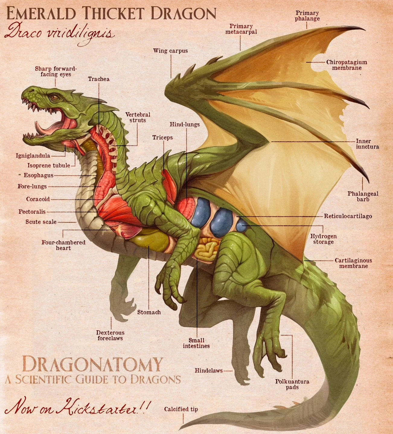 Dragonatomy: A Scientific Guide to Dragons 
Anatomy illustration Fig. I Emerald Thicket Dragon

Learn more at the link in bio

#illustratorsoninstagram #conceptart #creaturedesign #illustration #art #digitalart #sketch #instaartist #instaart #イラスト #i