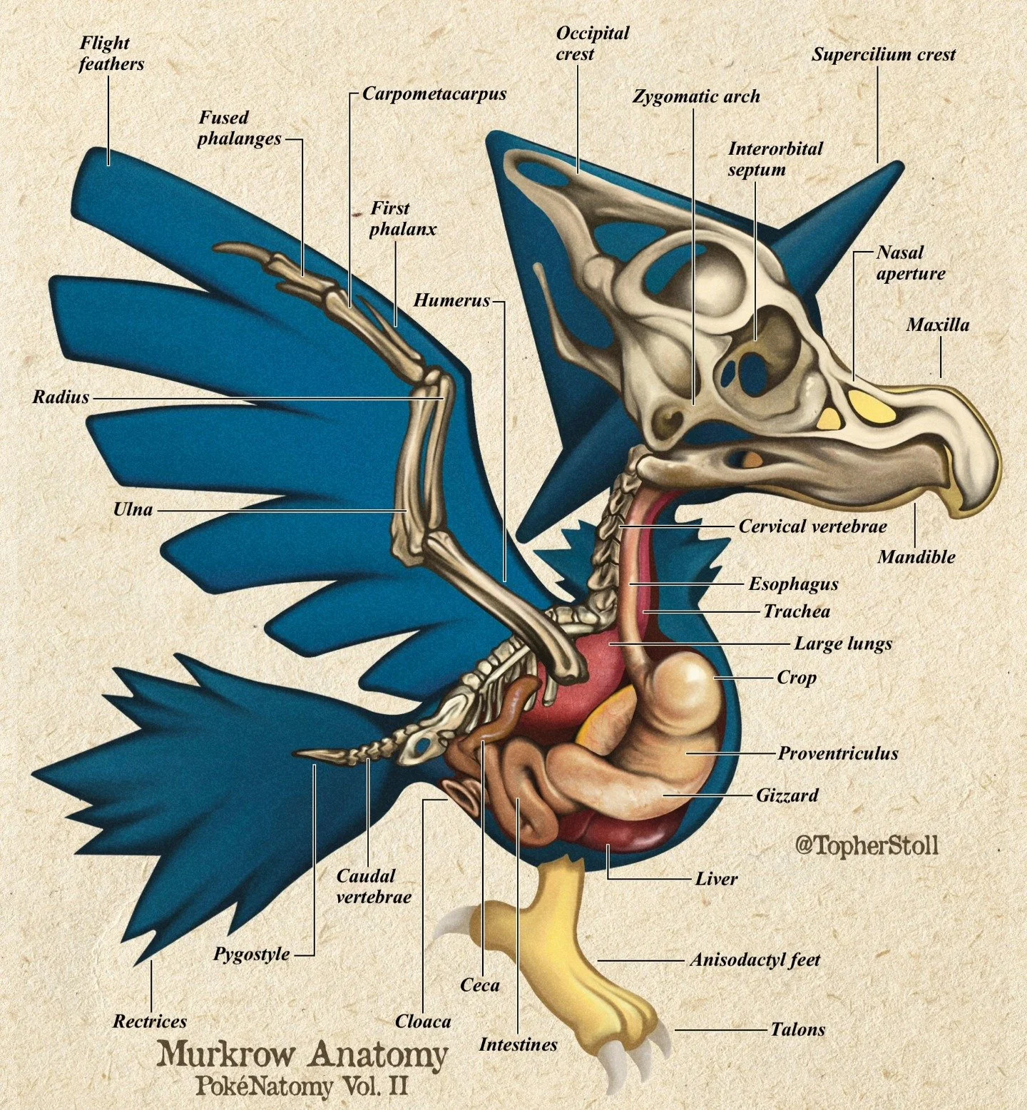 Birds of Johto - Species Anatomy Illustrations
Tell me your favorite in the comments!
 🐦&zwj;⬛🦉🦅🦜🐧🪿🦚 
Back to showing off anatomy art, and ornithology is a fun little diversion! 

Stay tuned! Thanks for sticking around while I am not able to p