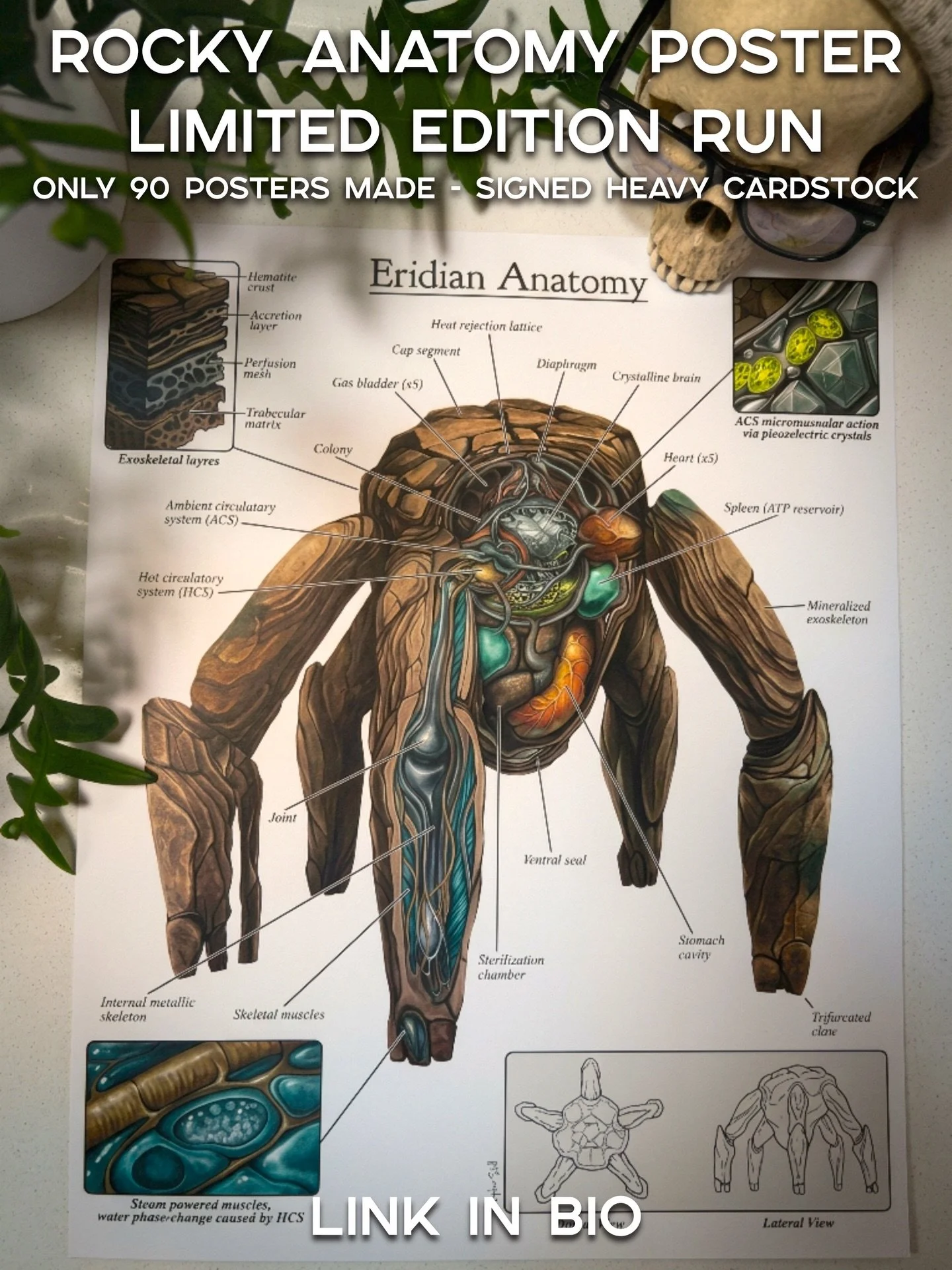 Available now! Limited edition anatomy deconstructed posters inspired by Rocky the Alien from Project Hail Mary. Only 90 will ever be made and we&rsquo;re selling out fast. Signed and numbered by the artist. One of a kind anatomy art, unique gift for