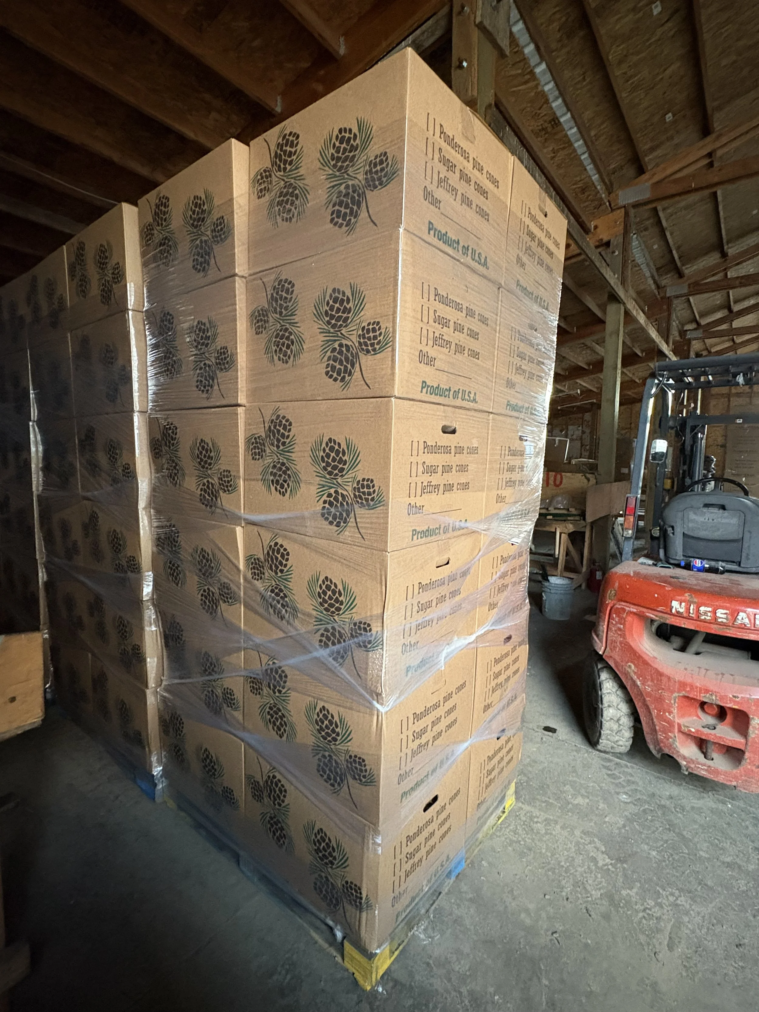 Pine cones ready to go. 