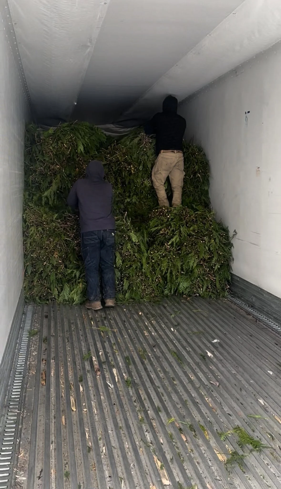 loading a truck  of red cedar boughs. 