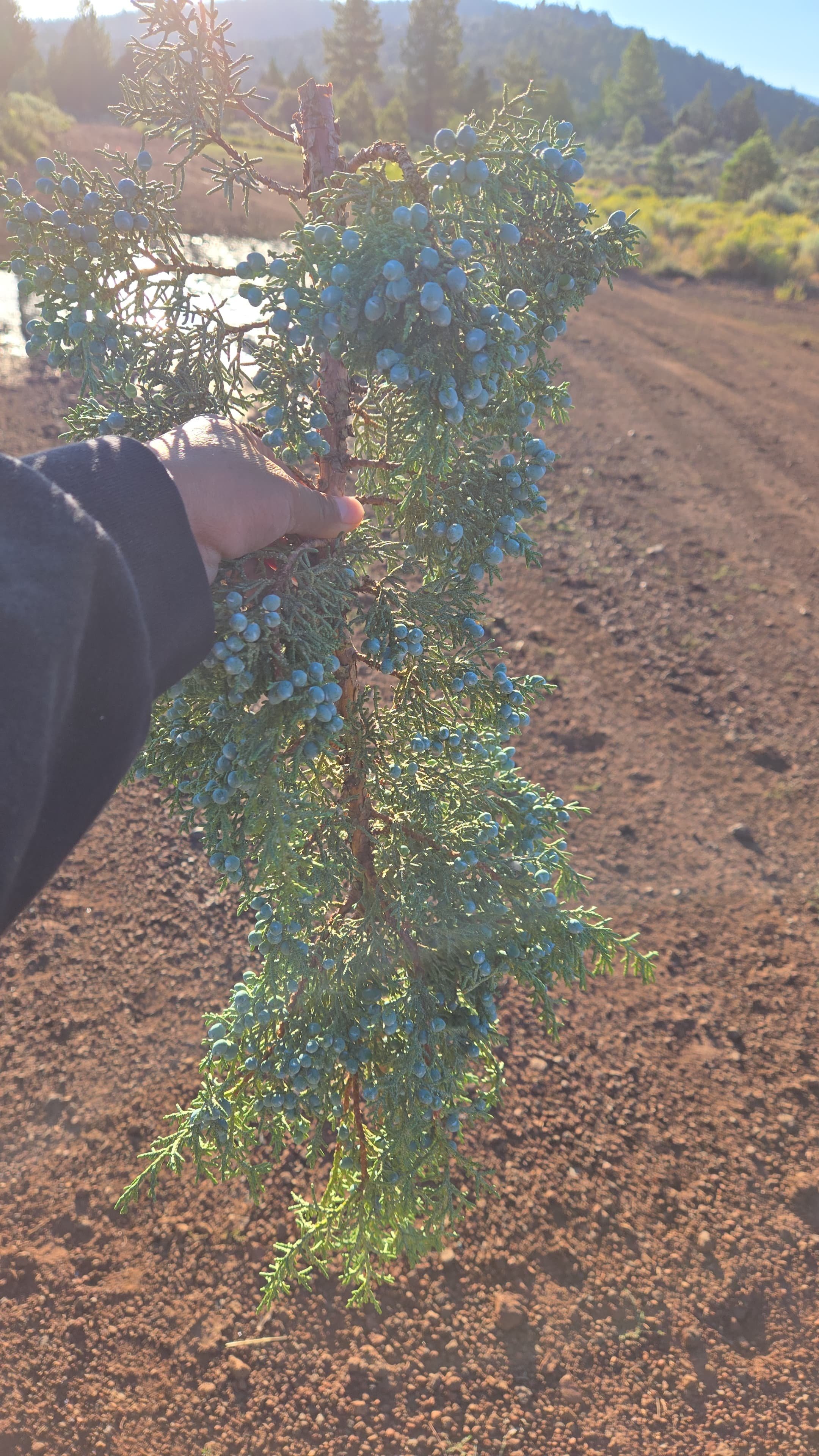 checking  Juniper berry prior season. 