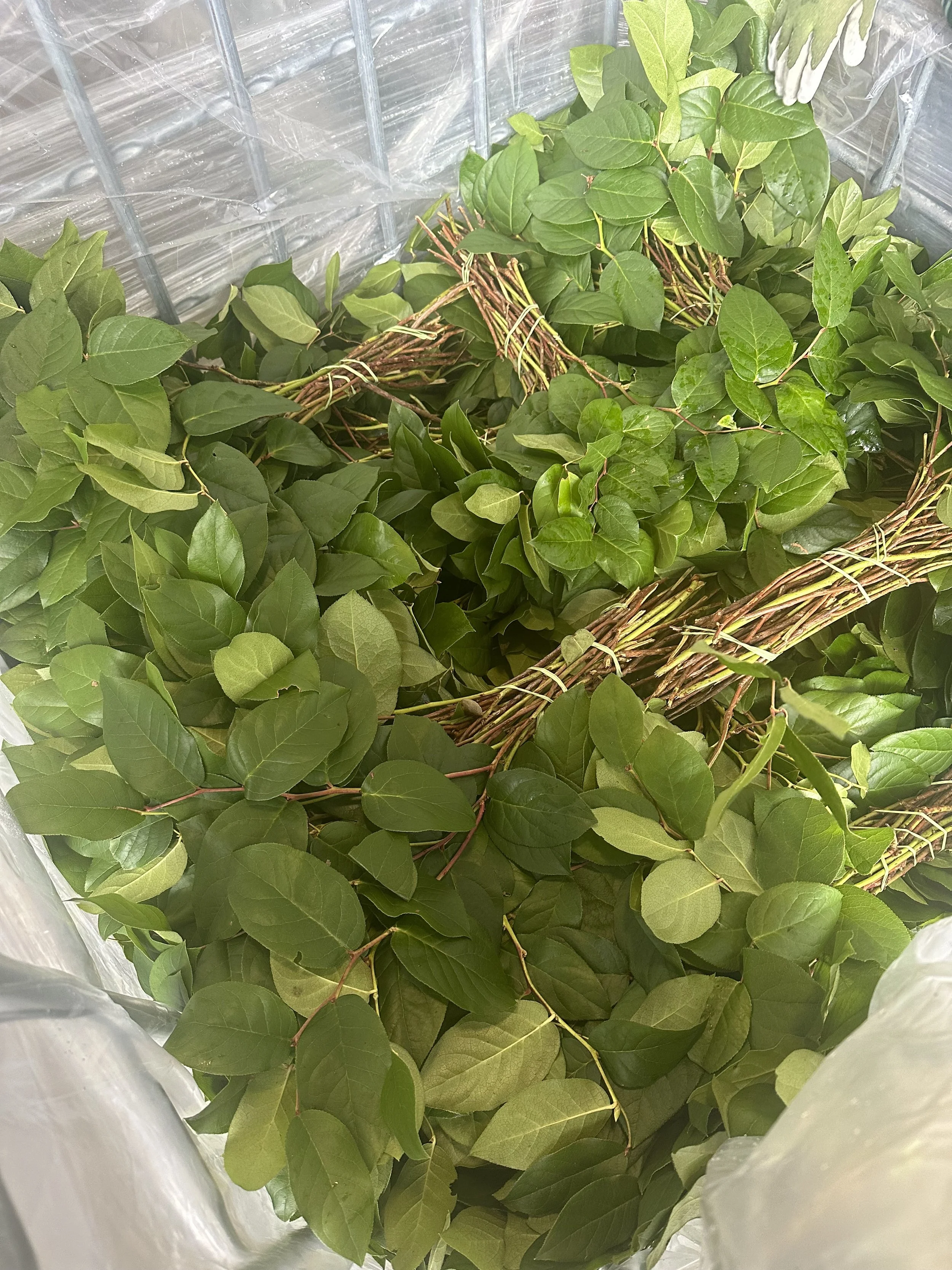 storaging for off season  Salal Long. 