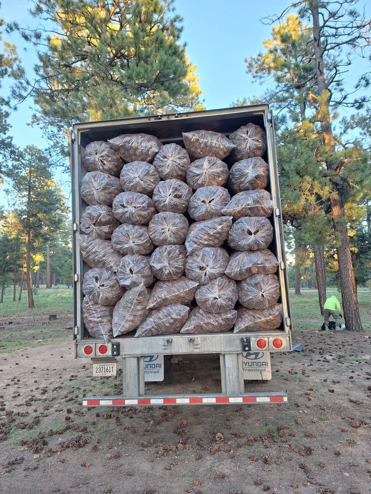 Full truck load of cones.