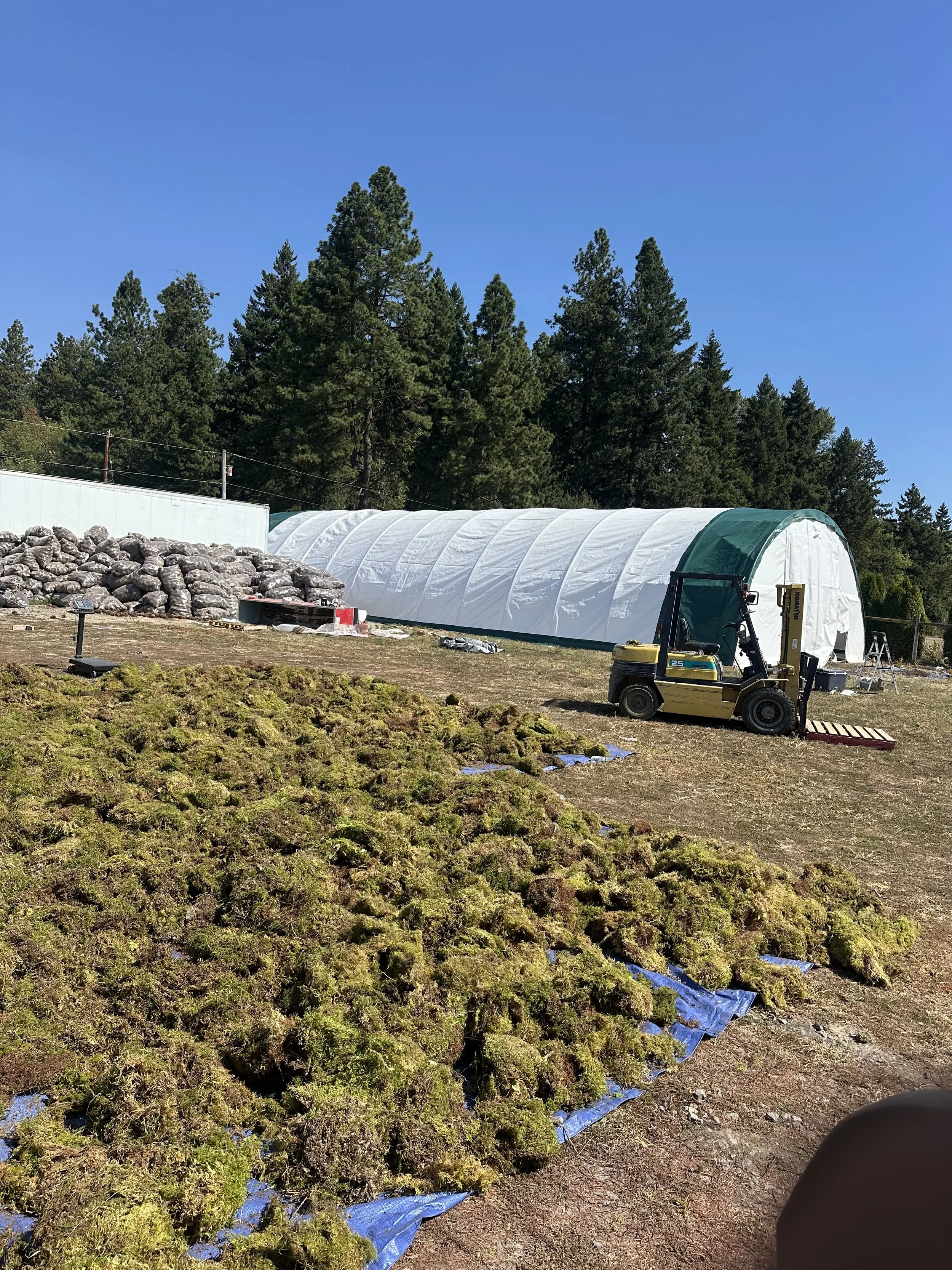 We do dry forest moss too. 