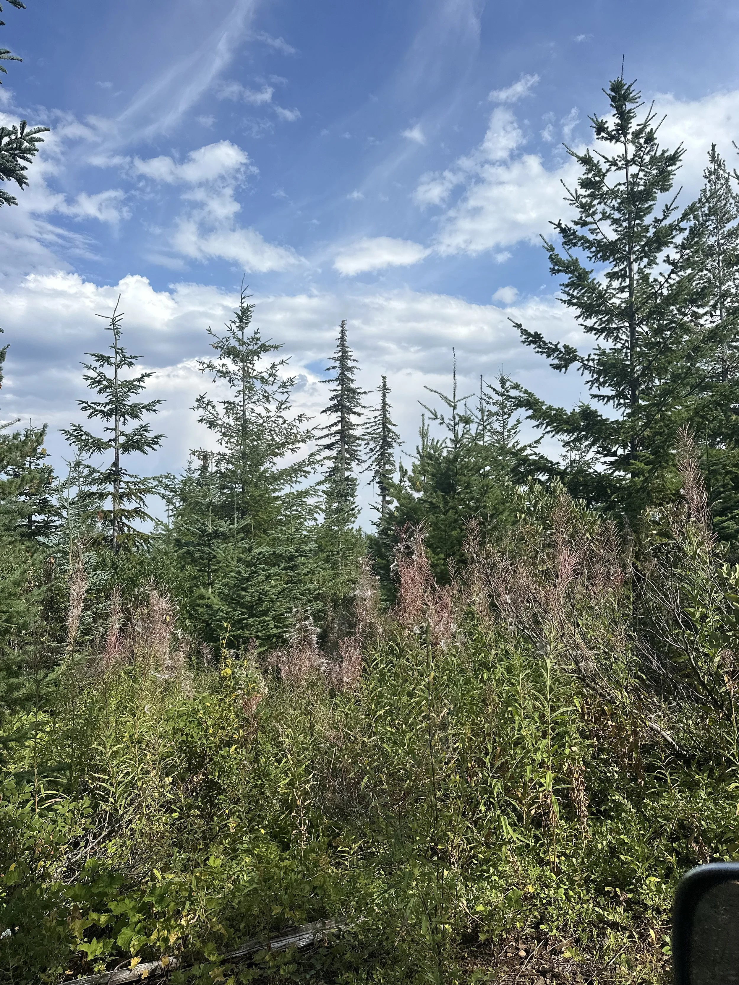Ones our farms of noble fir. 