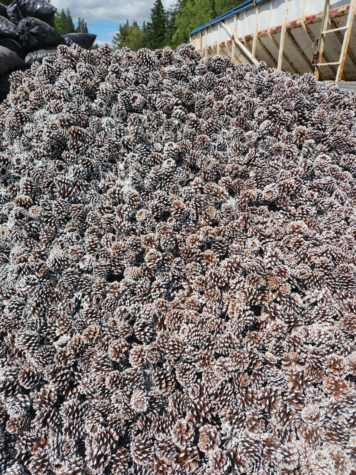 we do paint cone too. 