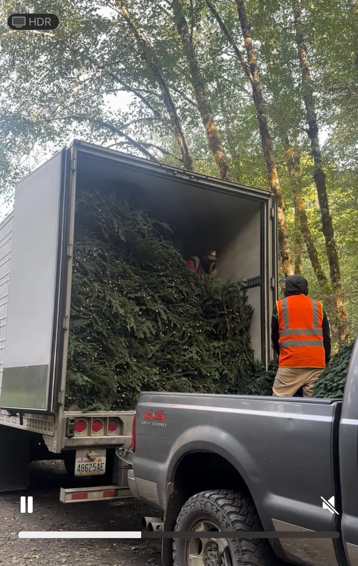 Loading noble fir  in the forest. 