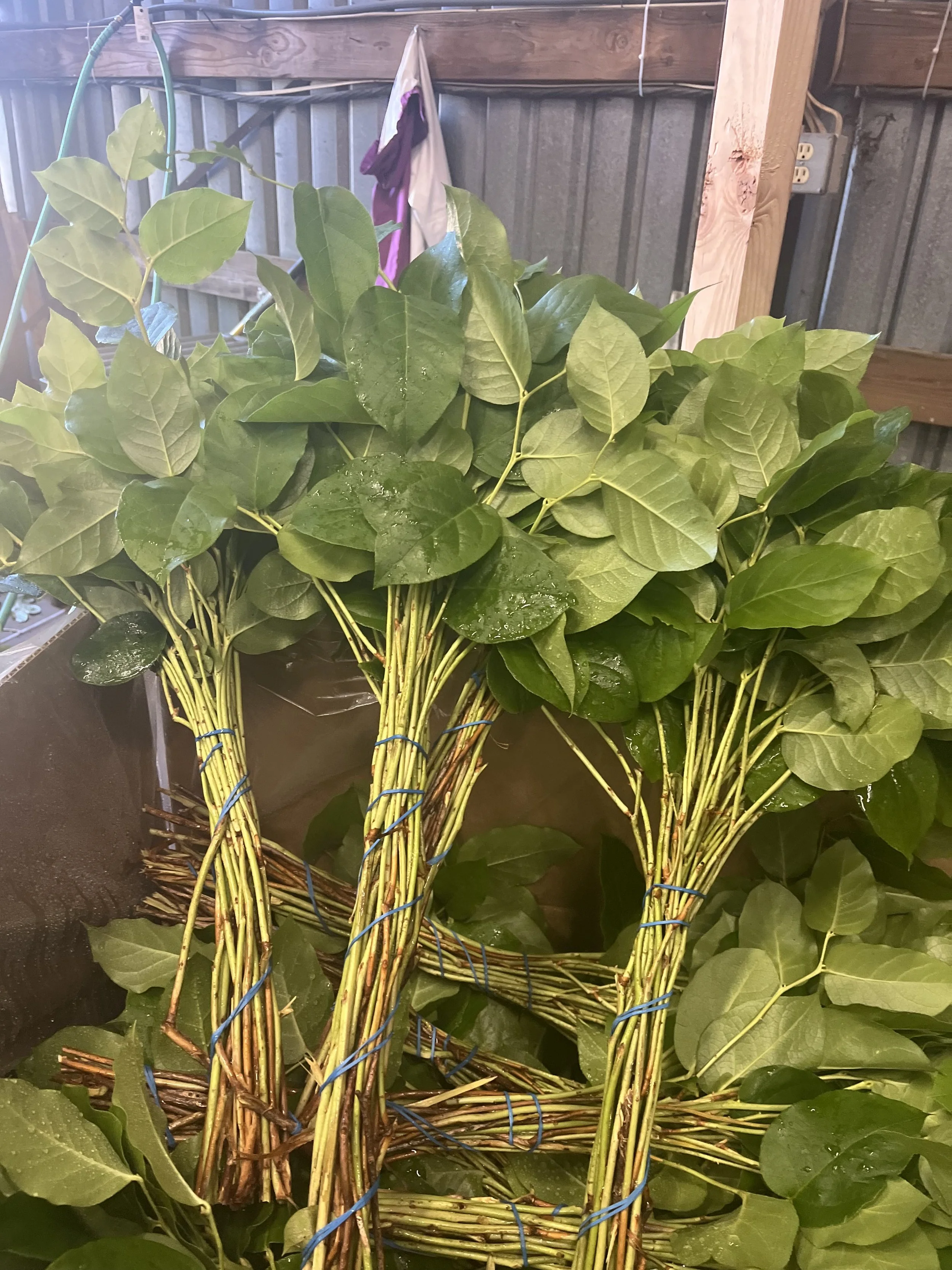 Salal BQT prior casing. 