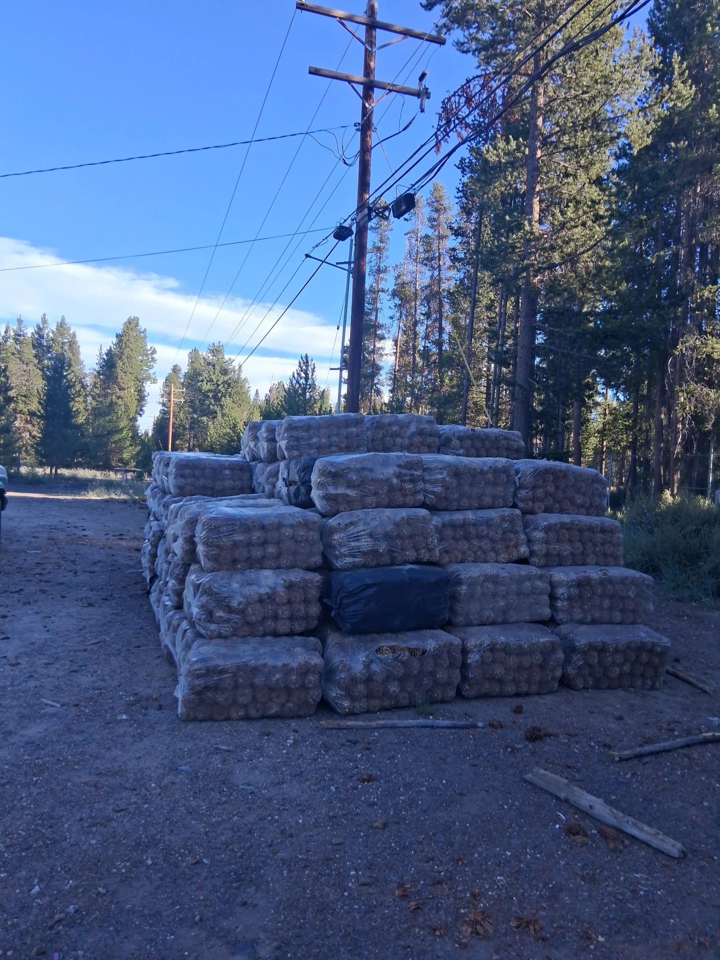 Sugar pine cones to be processed. 