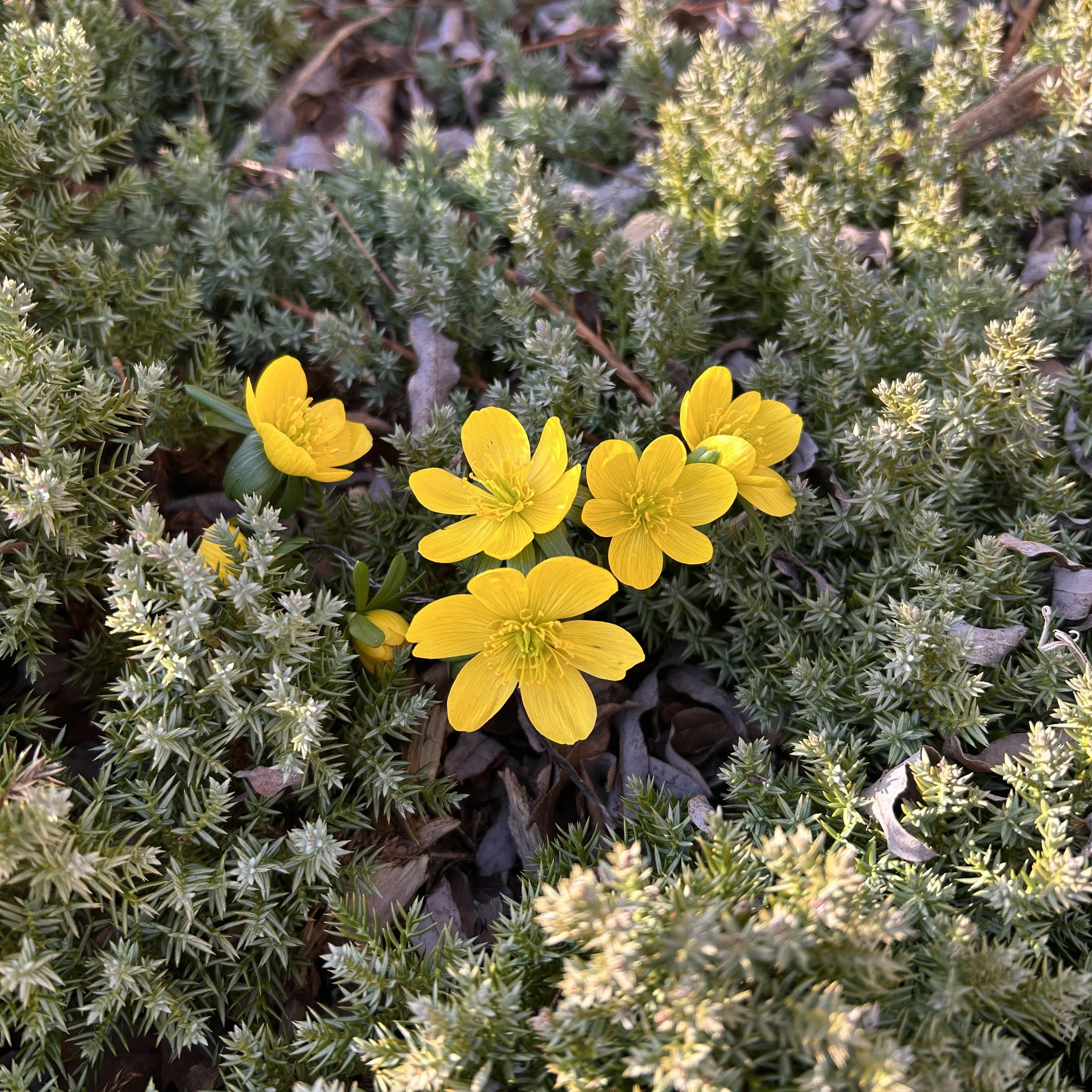 Winter Aconite☘️ Spring is near!