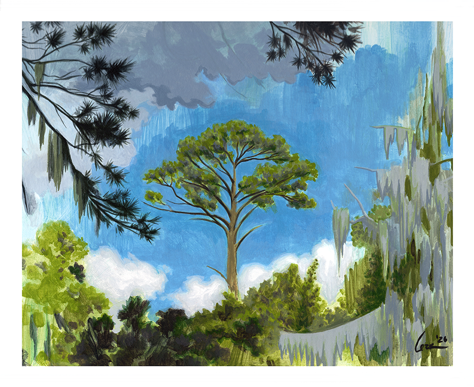 LongLeafPine_1_SML.png