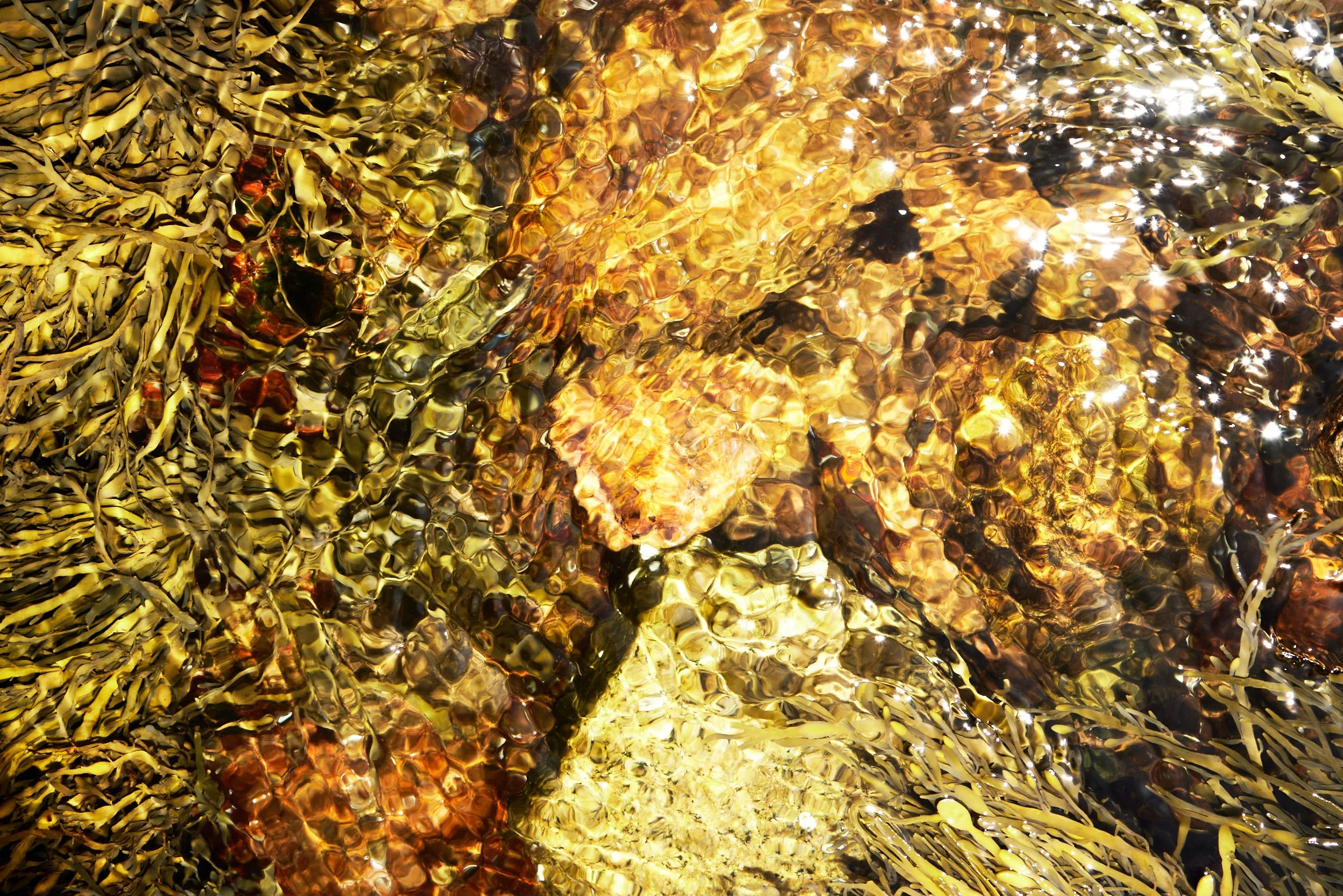 Tide_Pools_113.jpg