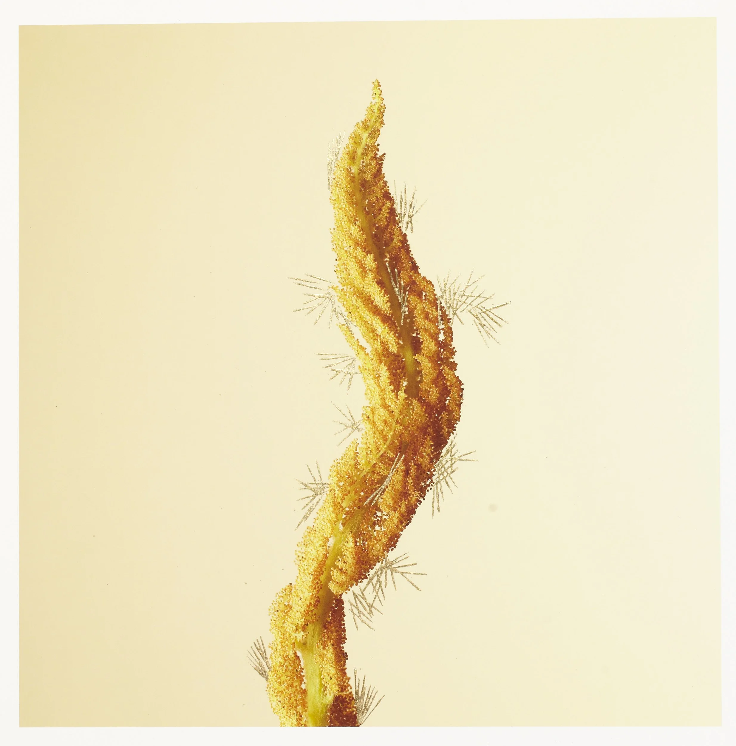 Cinnamon_Fern_Sori_15x15_001.jpg