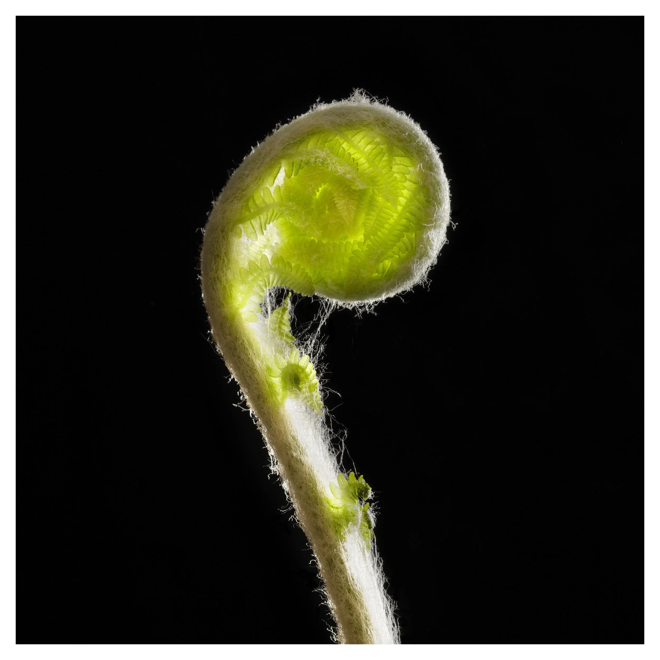 Fiddlehead_10x10.jpg
