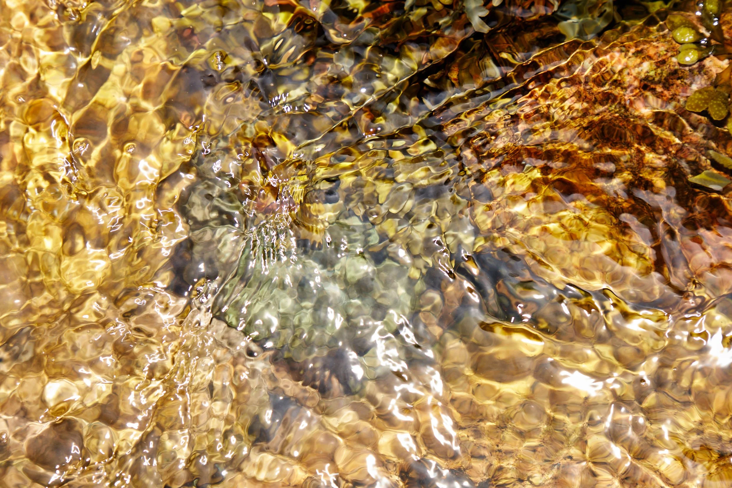 Tide_Pools_215.jpg