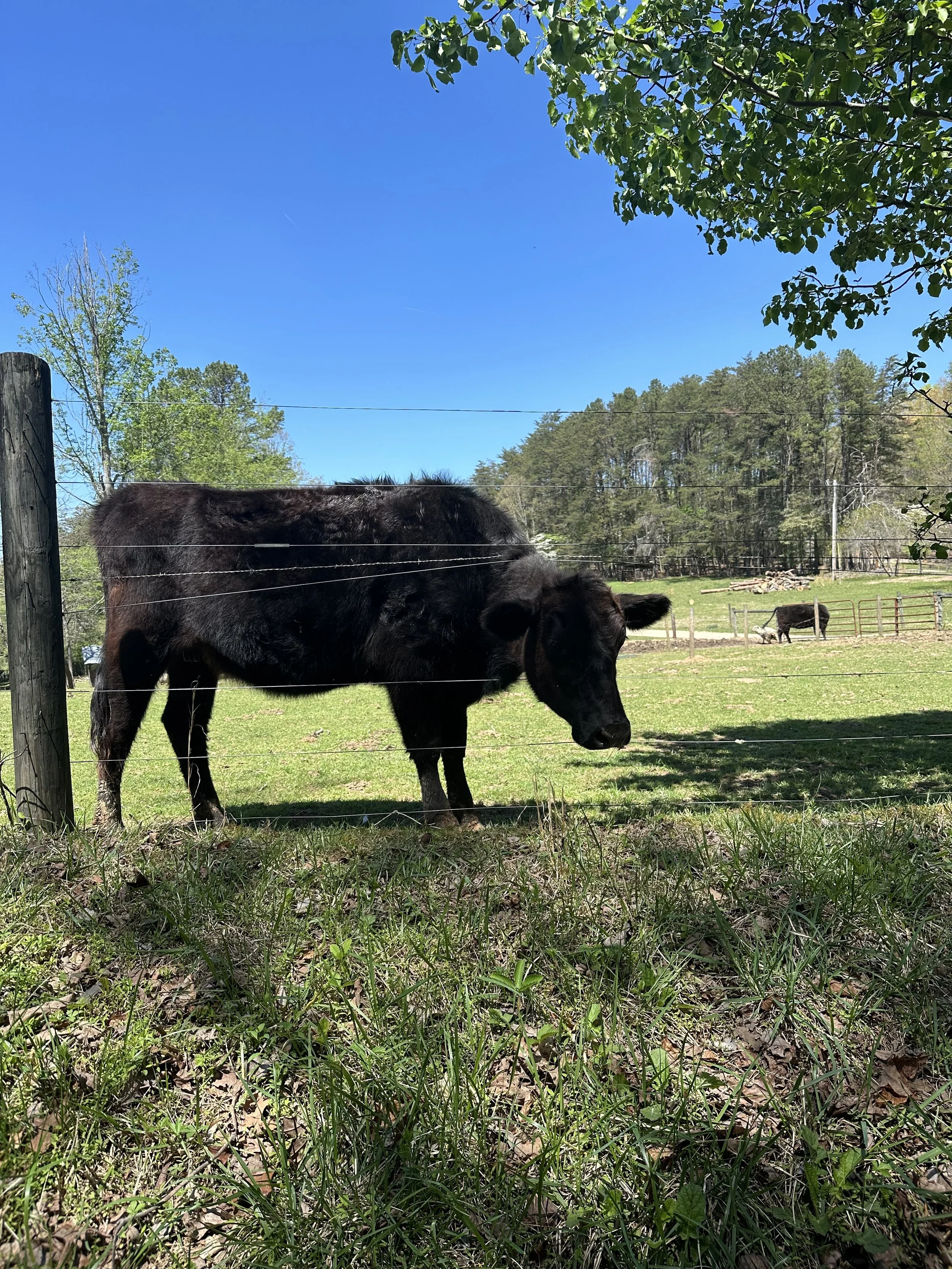 IMG_7404.jpeg