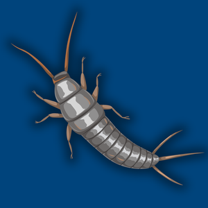 Dealing with Silverfish After a Successful Home Purchase: A Client's Experience and Solutions