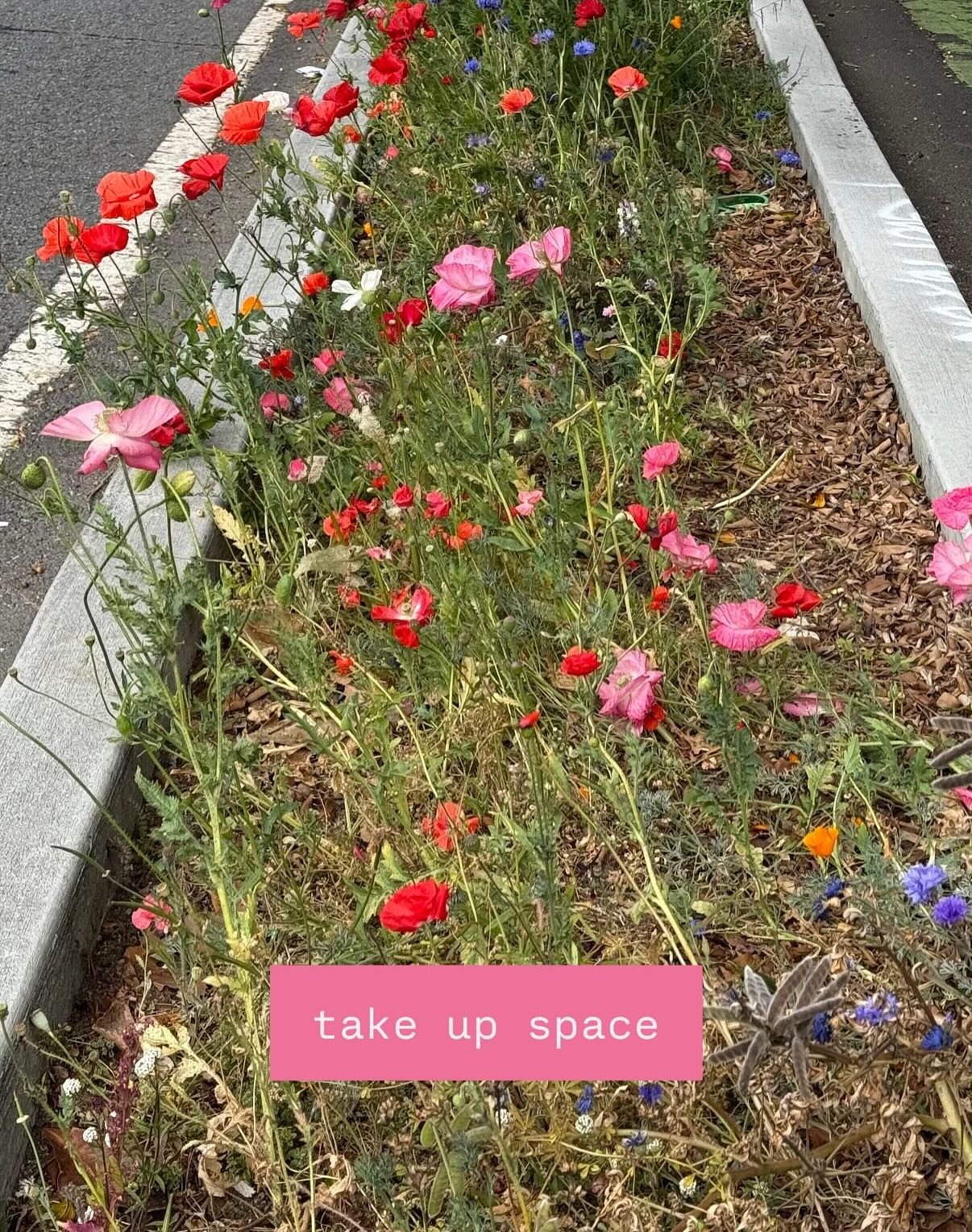 Free Palestine. Abolish ICE. Protect trans people. Human beings are not illegal. Borders are made up.  Care for the planet. Be so loud. Take up space. Do not shrink. Do not harden your heart, let it break wide open. I love you I love you I love you. 