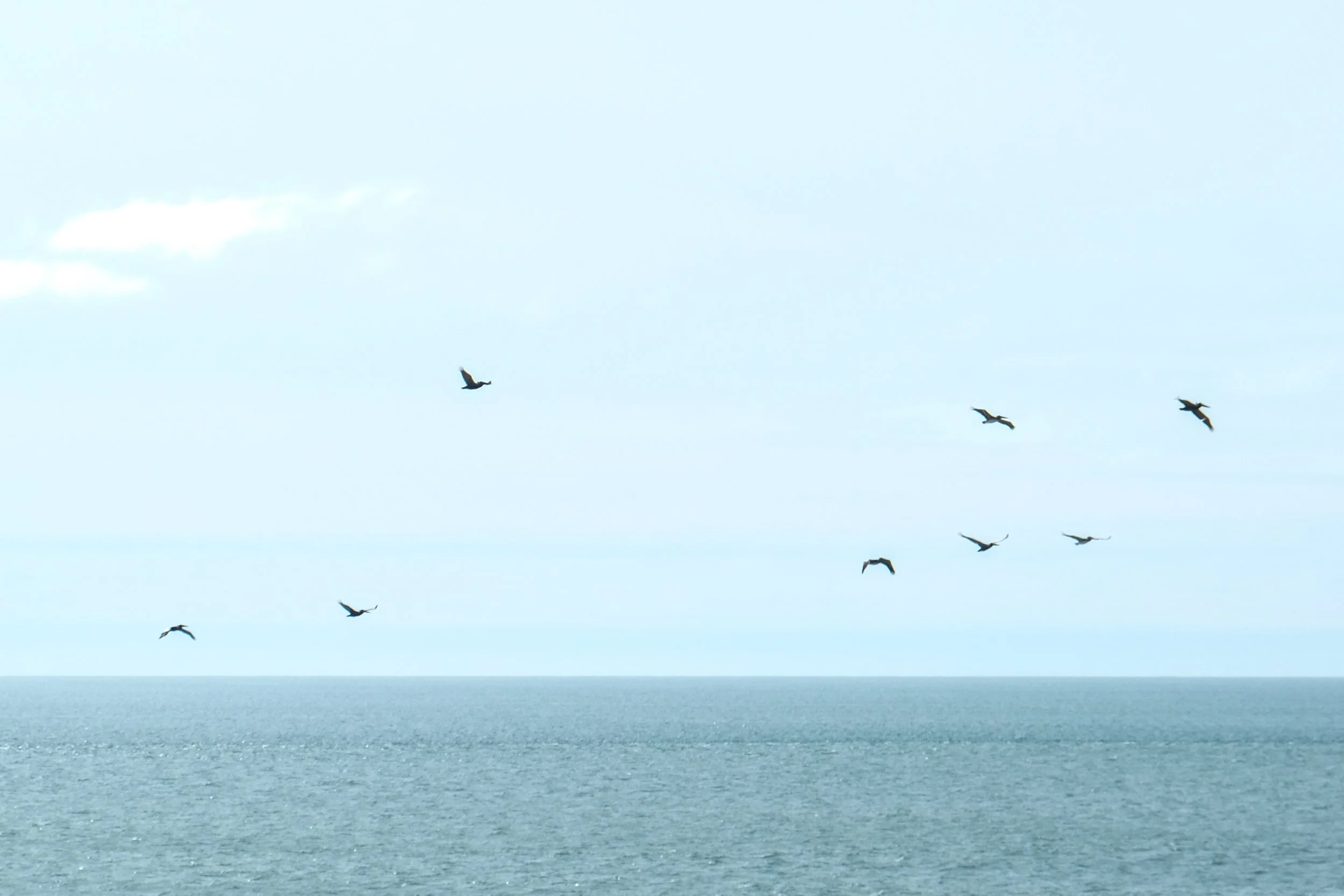 Sky with clouds and a flock of birds flying over the ocean.