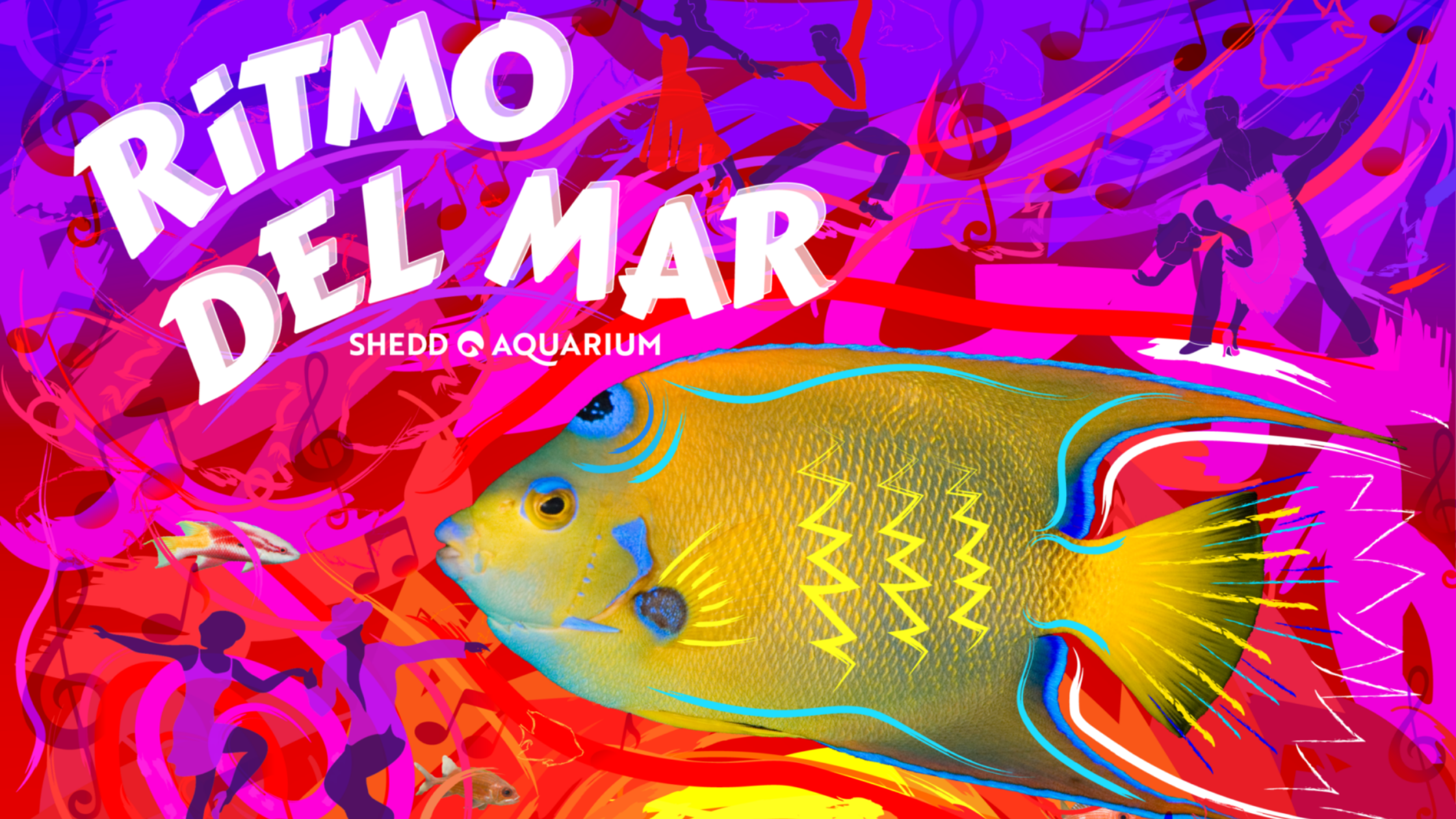 Ritmo del Mar at Shedd Aquarium