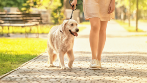 Pet-Friendly Neighborhoods in Skokie, IL