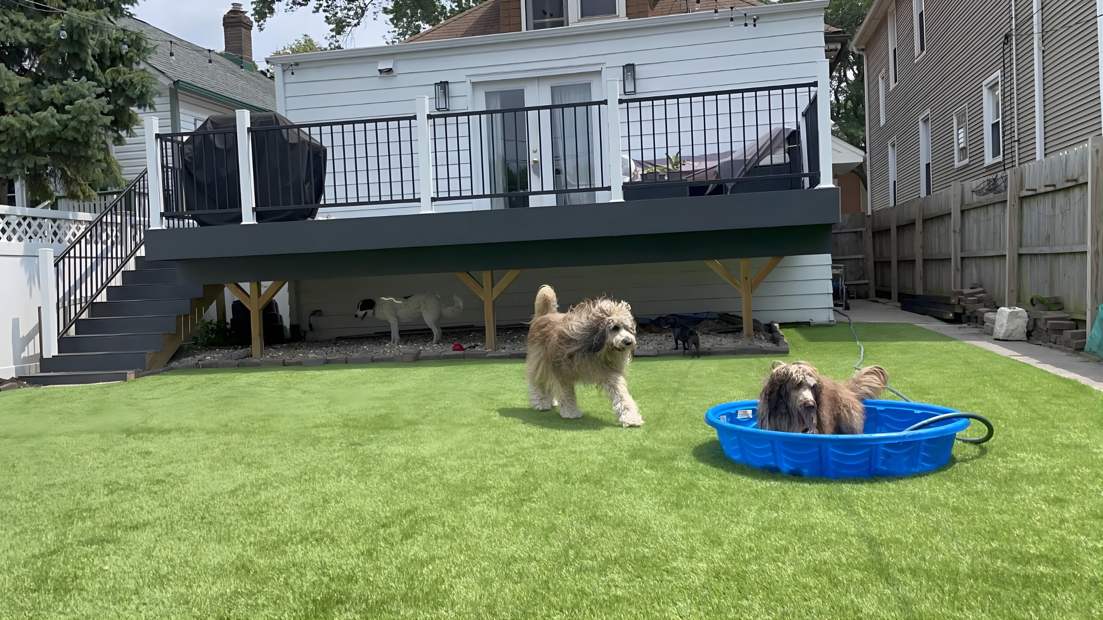 Dog playing on the grass
