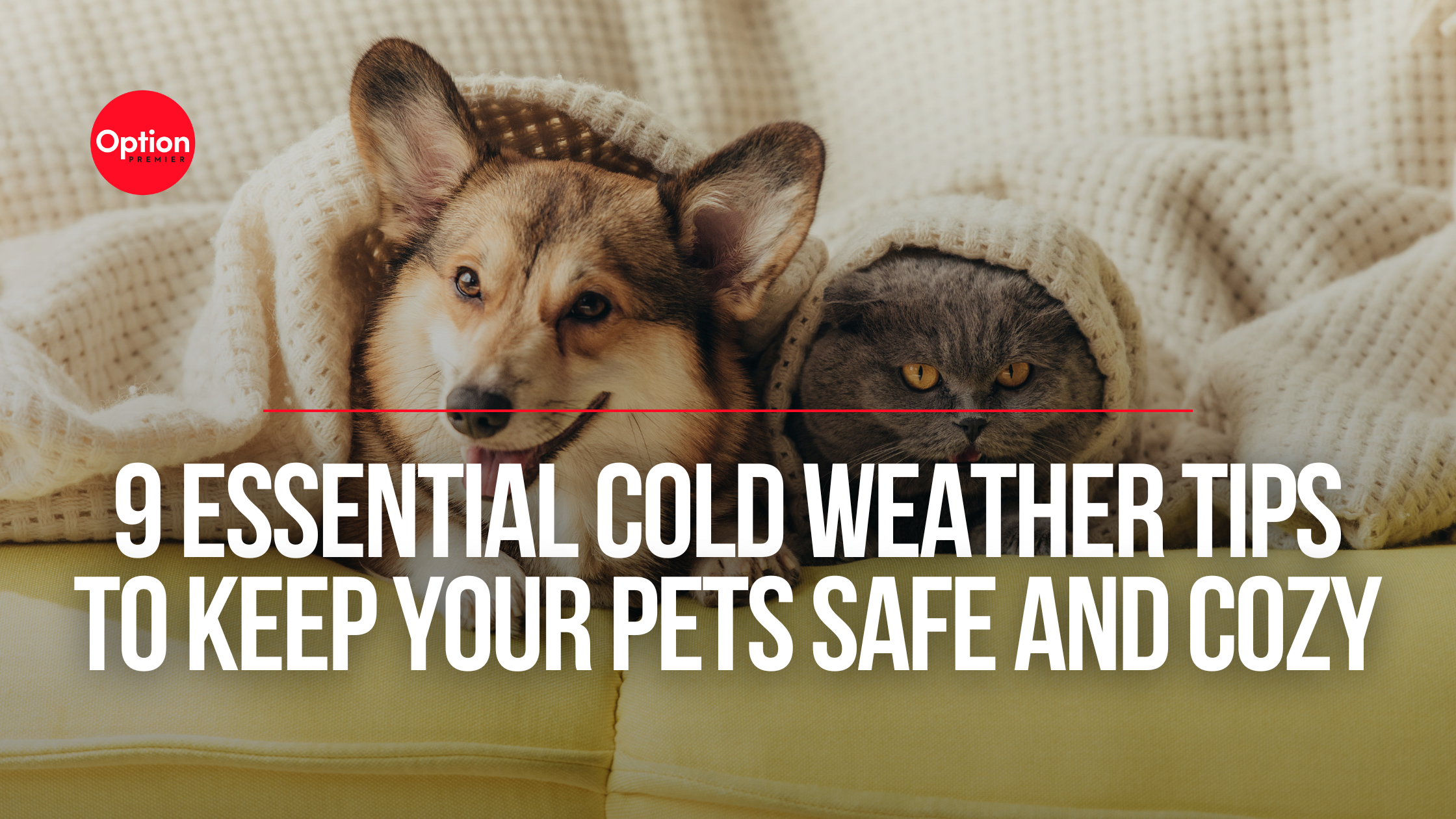 A dog and a cat covered by a blanket