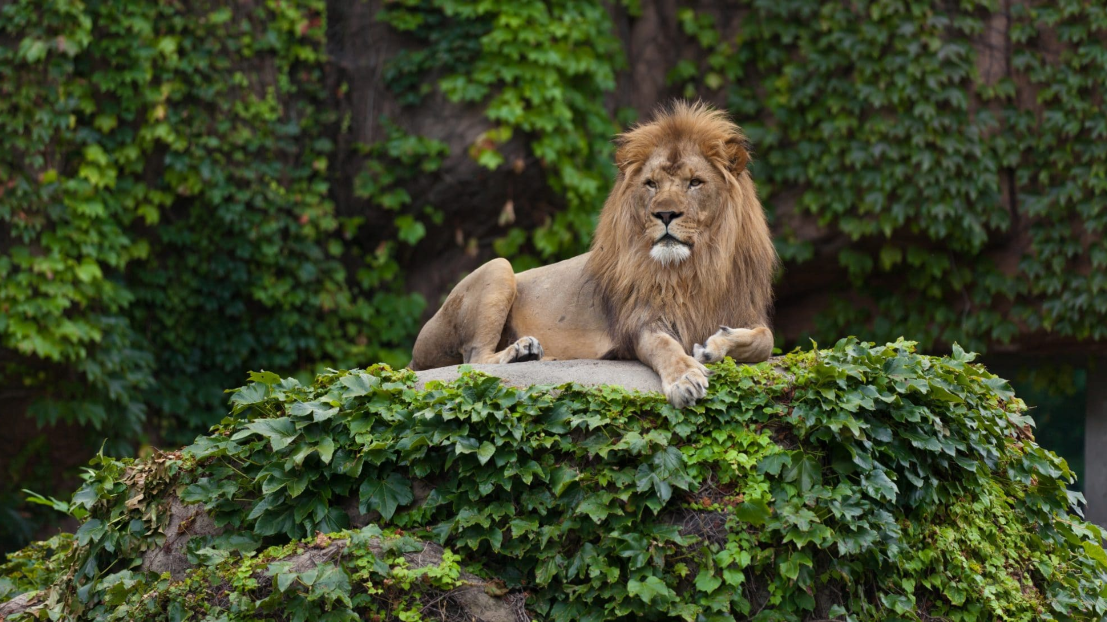 Lincoln Park Zoo