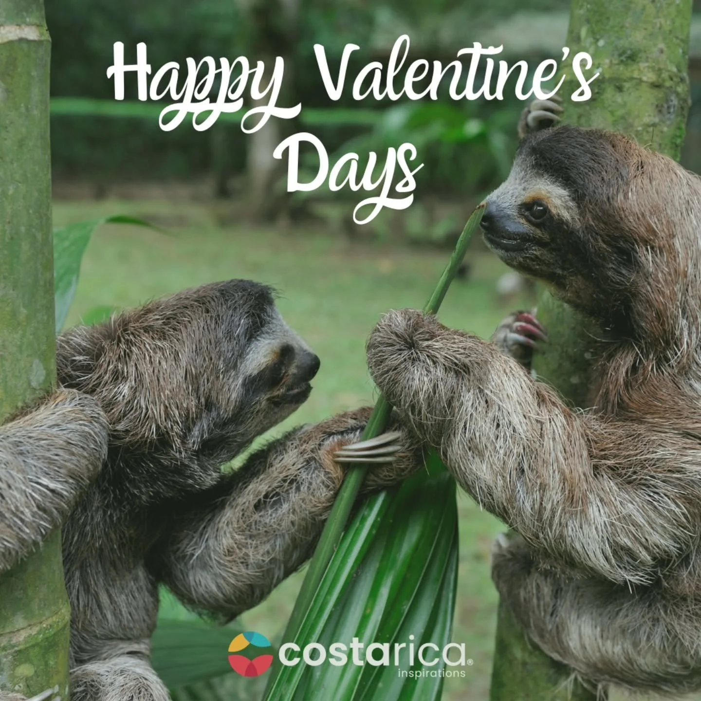 Happy Valentine&rsquo;s Day 💚
Where love meets pura vida.
#puravida
#arenal
#happyvalentinesday❤️