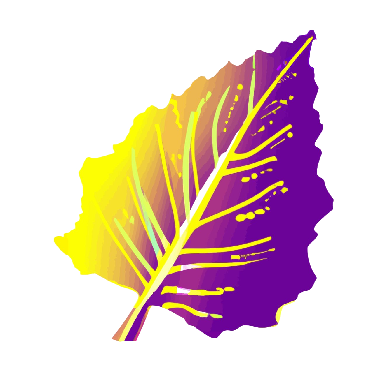 Aspenova Consulting