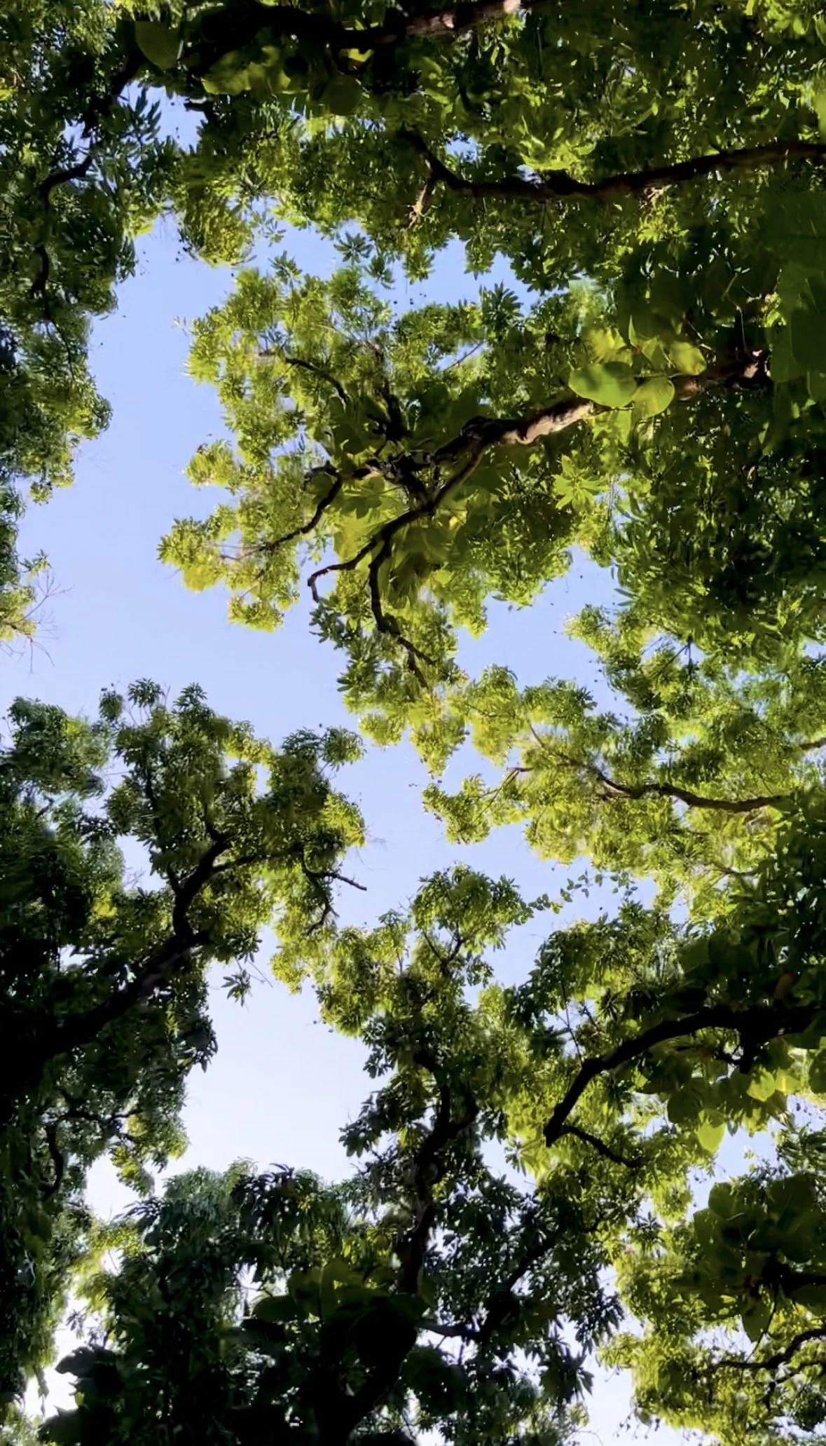 How Hypnosis Helps You Stop the Scroll