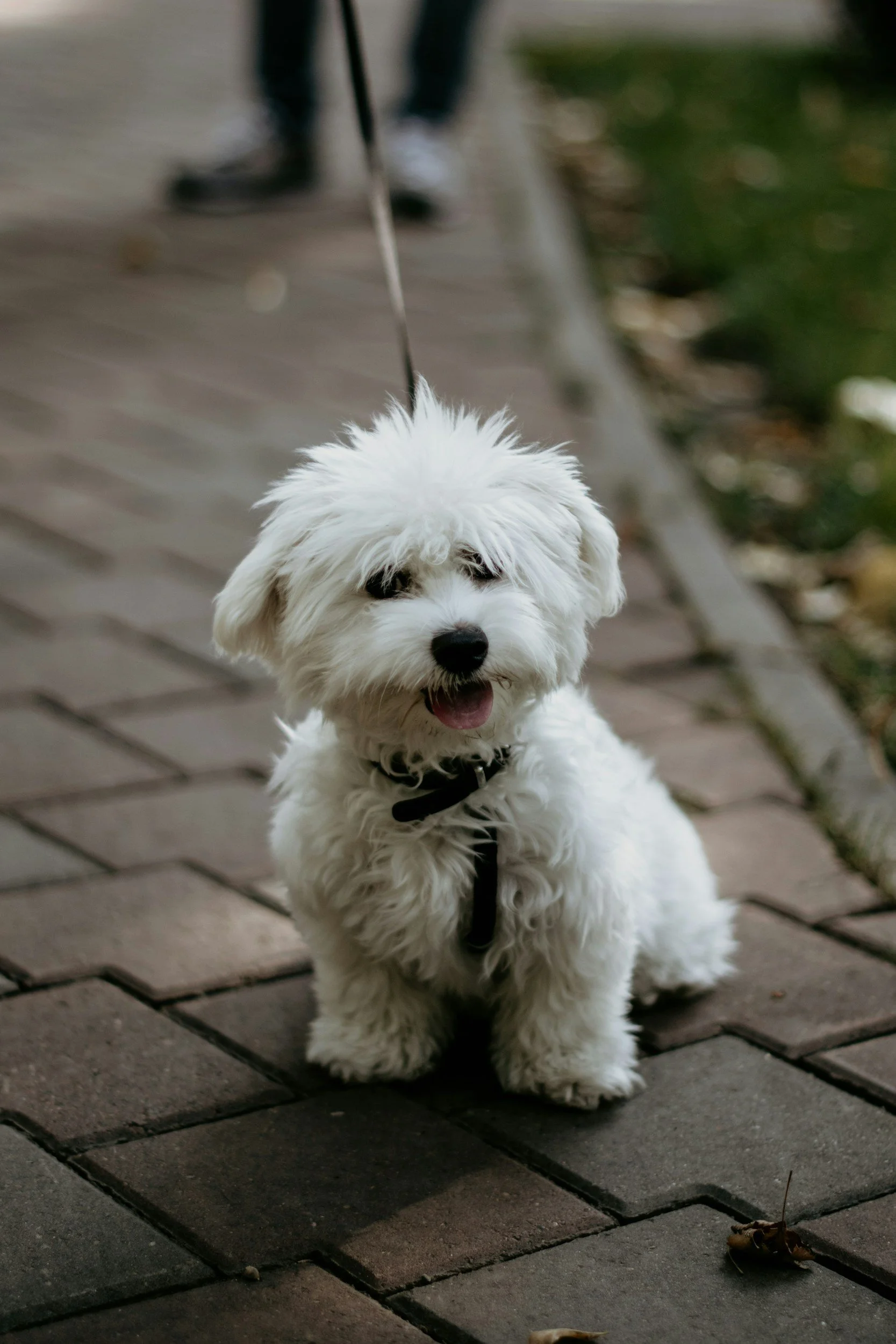 The Doggie Doo - Dog Owner's Favourite Bag and Waste Dispenser