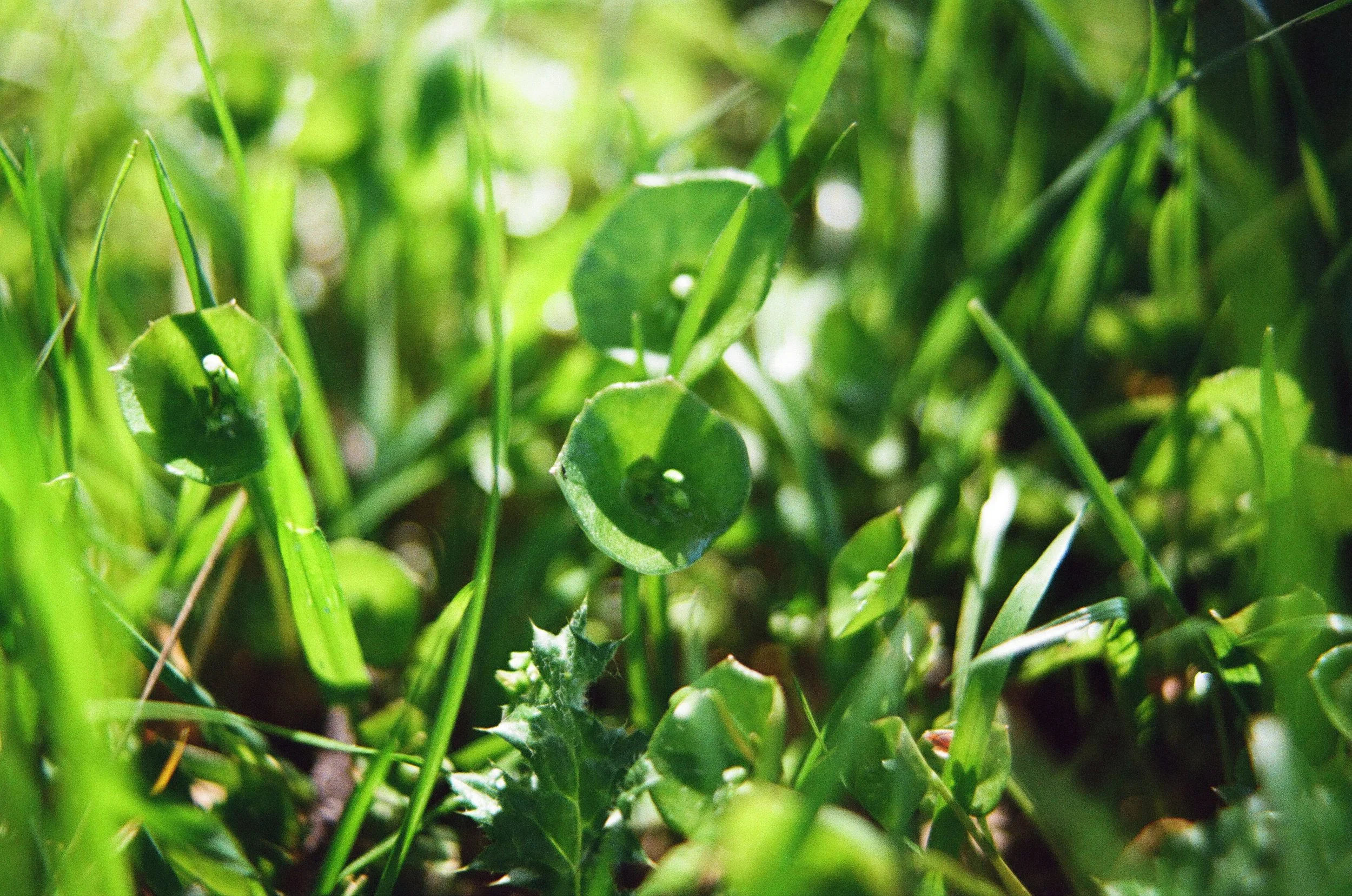 Miner's Lettuce, Cache Creek Wilderness