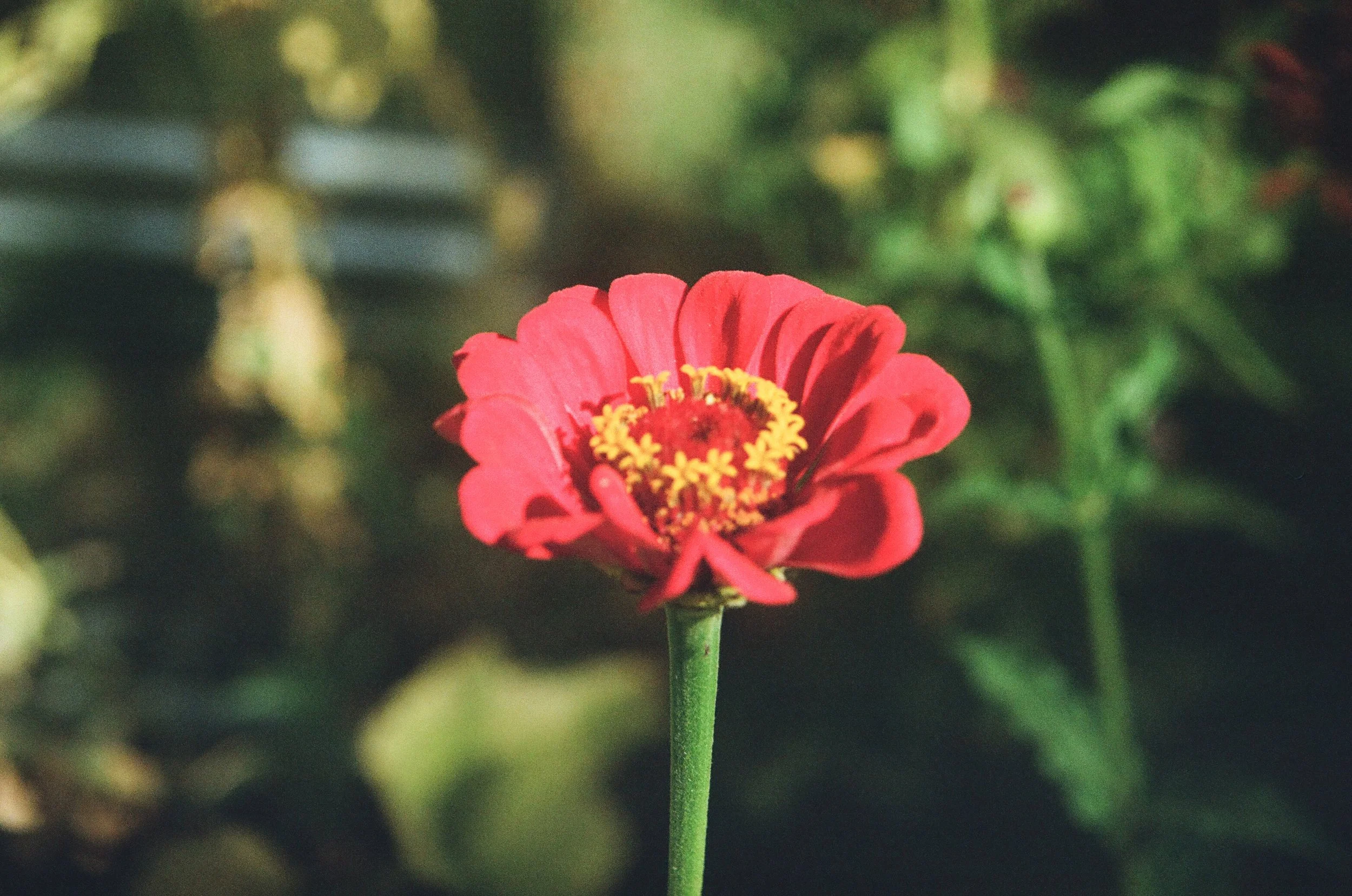Zinnia