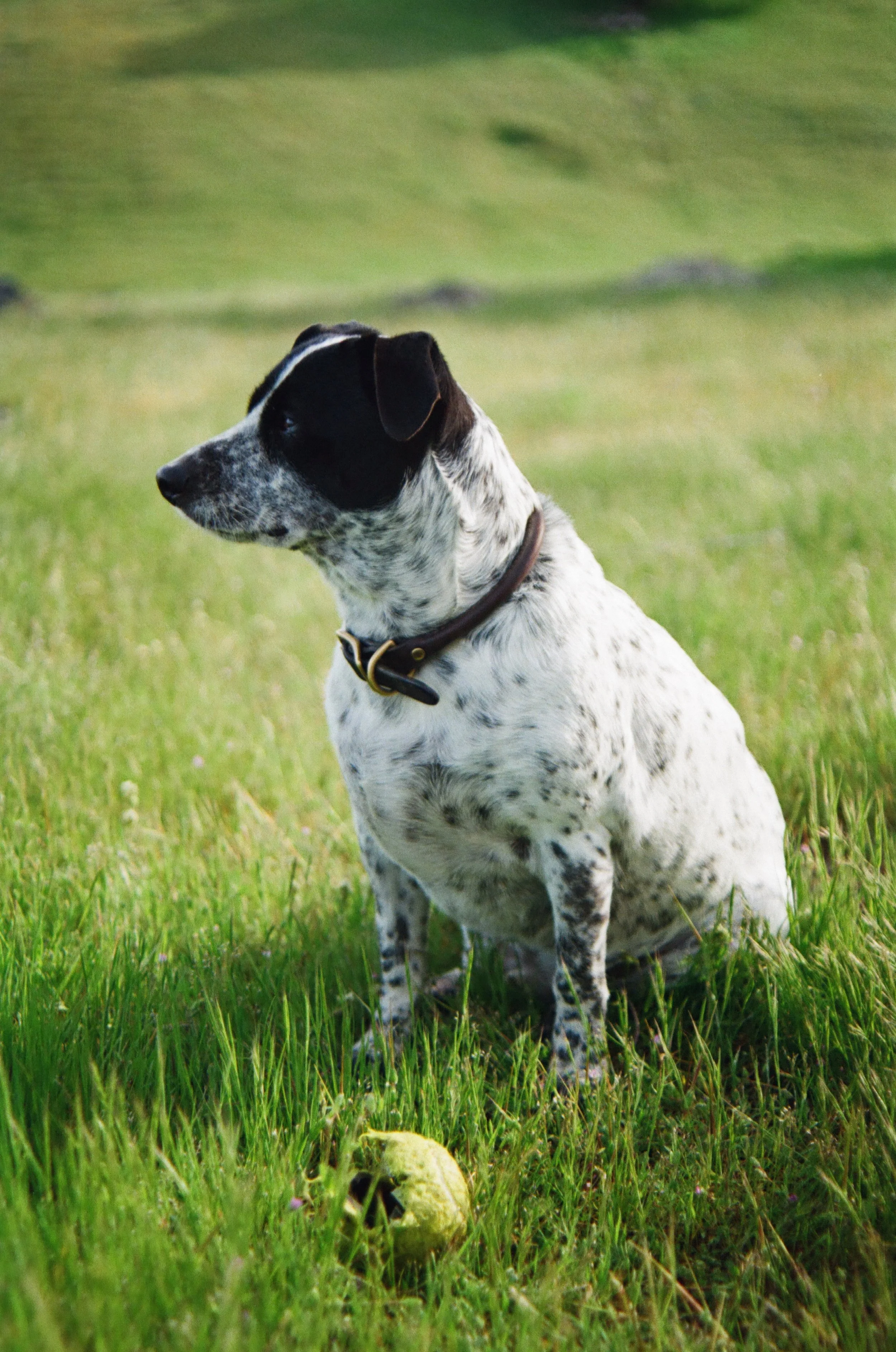Pongo