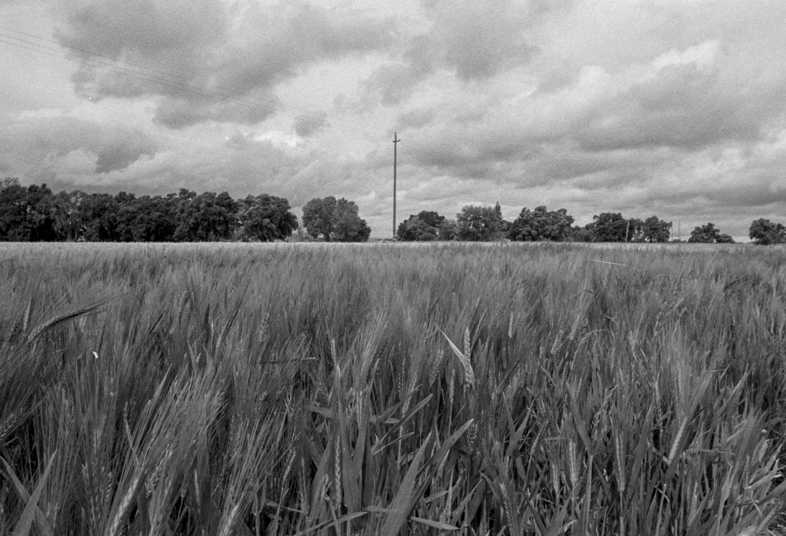 Barley