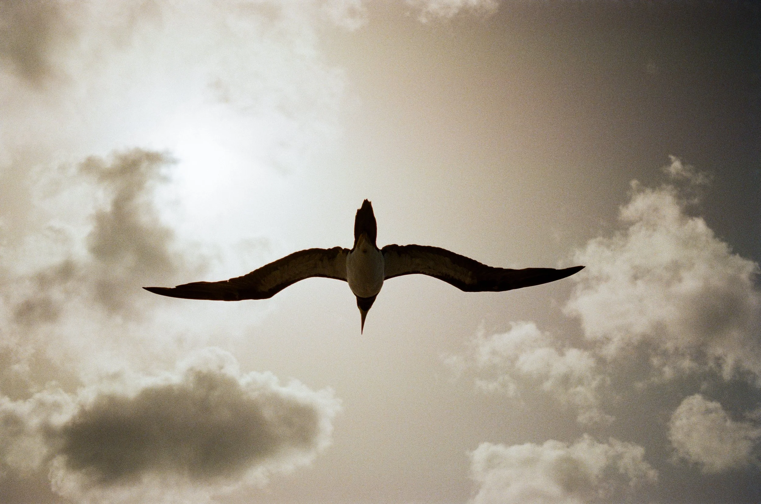 Gull
