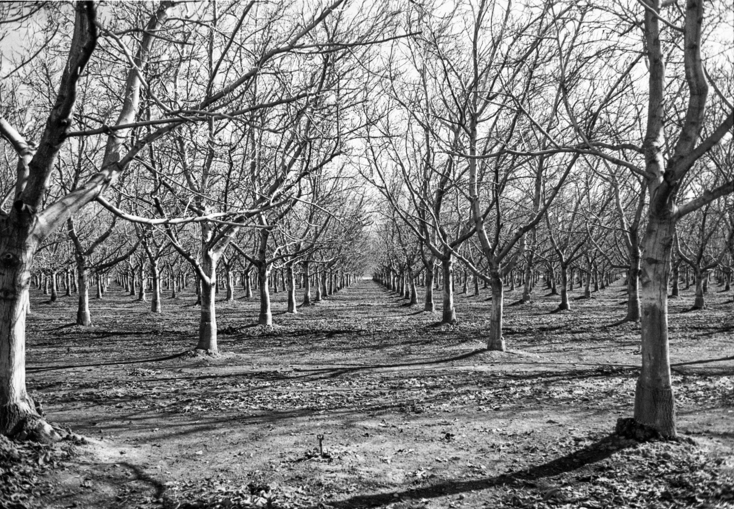 A contrasty image of dormant walnut orchard in Maxwell, California.