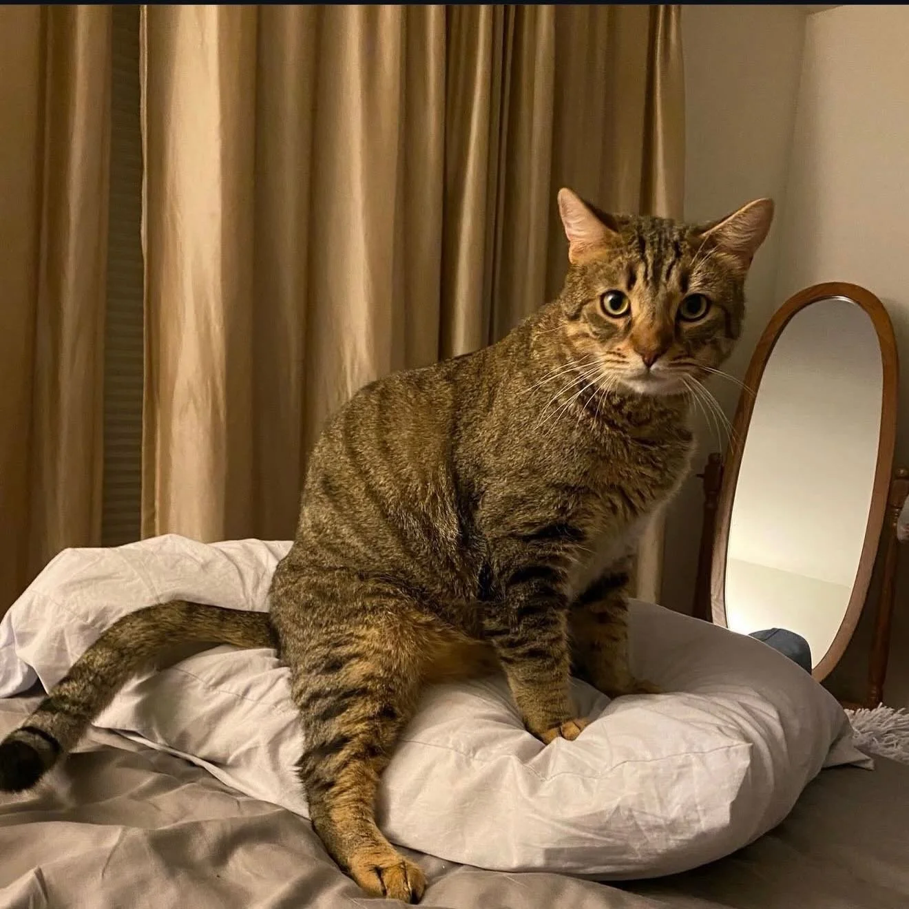 This is a reminder to change your pillow case often if you have kitties. They love to do this because your pheromones are on your pillow and they just want to snuggle you up! Those dirty bootys lead to infections with fresh piercings.