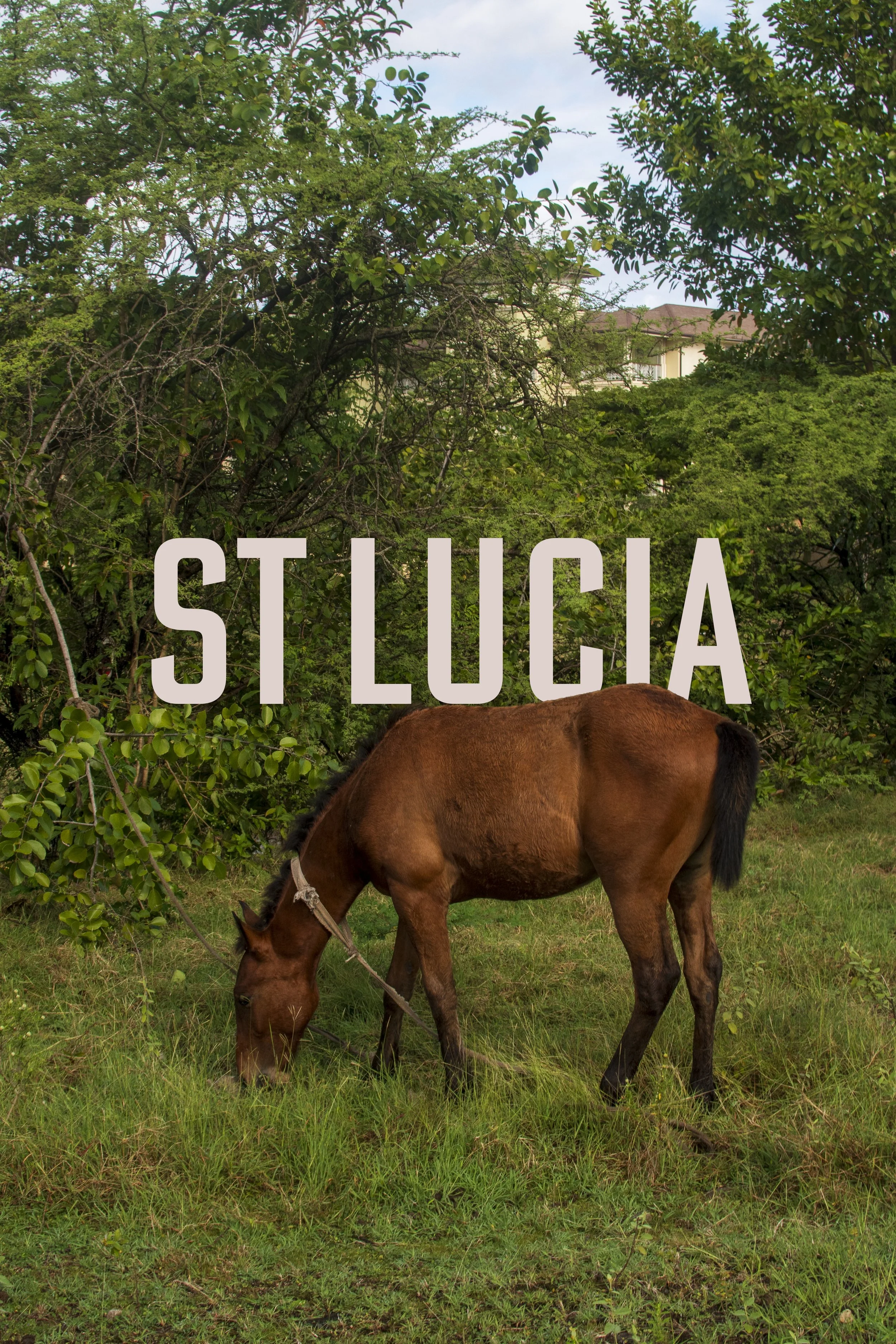 st ;ucia thumbnail.jpg