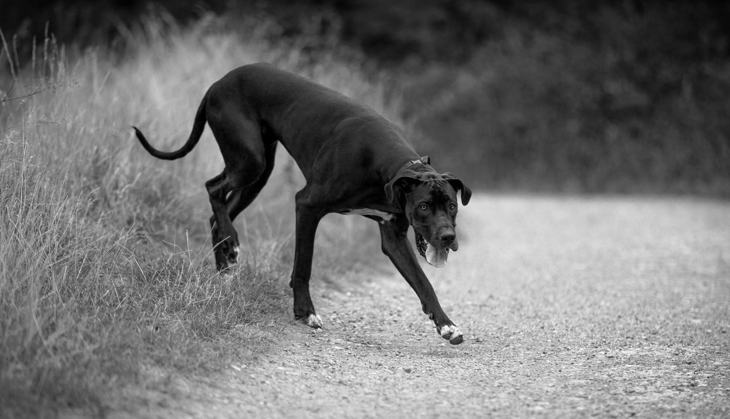 Chico & Dukes 24/7 Dog Daycare Calabasas Hidden Hills West