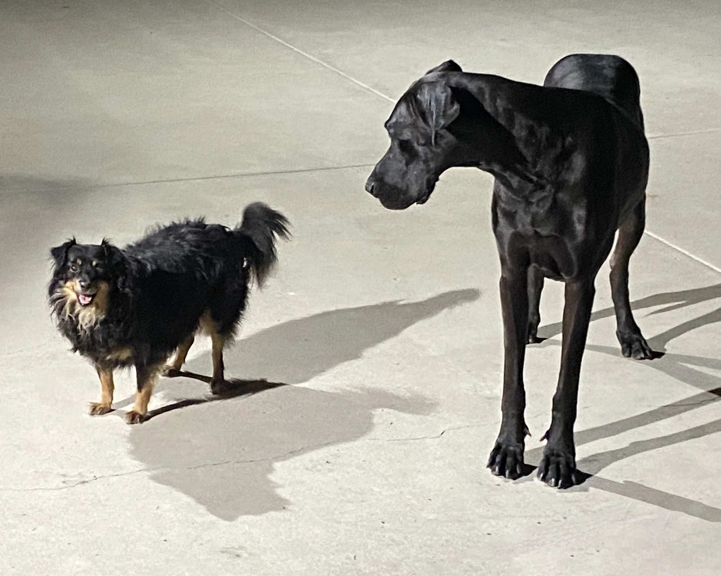 Services Chico & Dukes 24/7 Dog Daycare Calabasas Hidden Hills