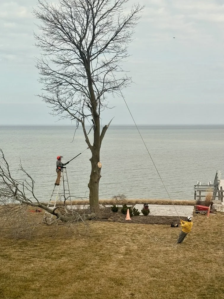 Tree trimming.jpeg