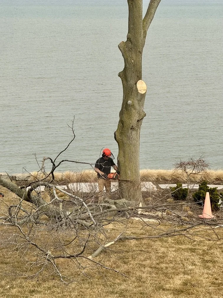 Dan Tree Cutting.jpeg