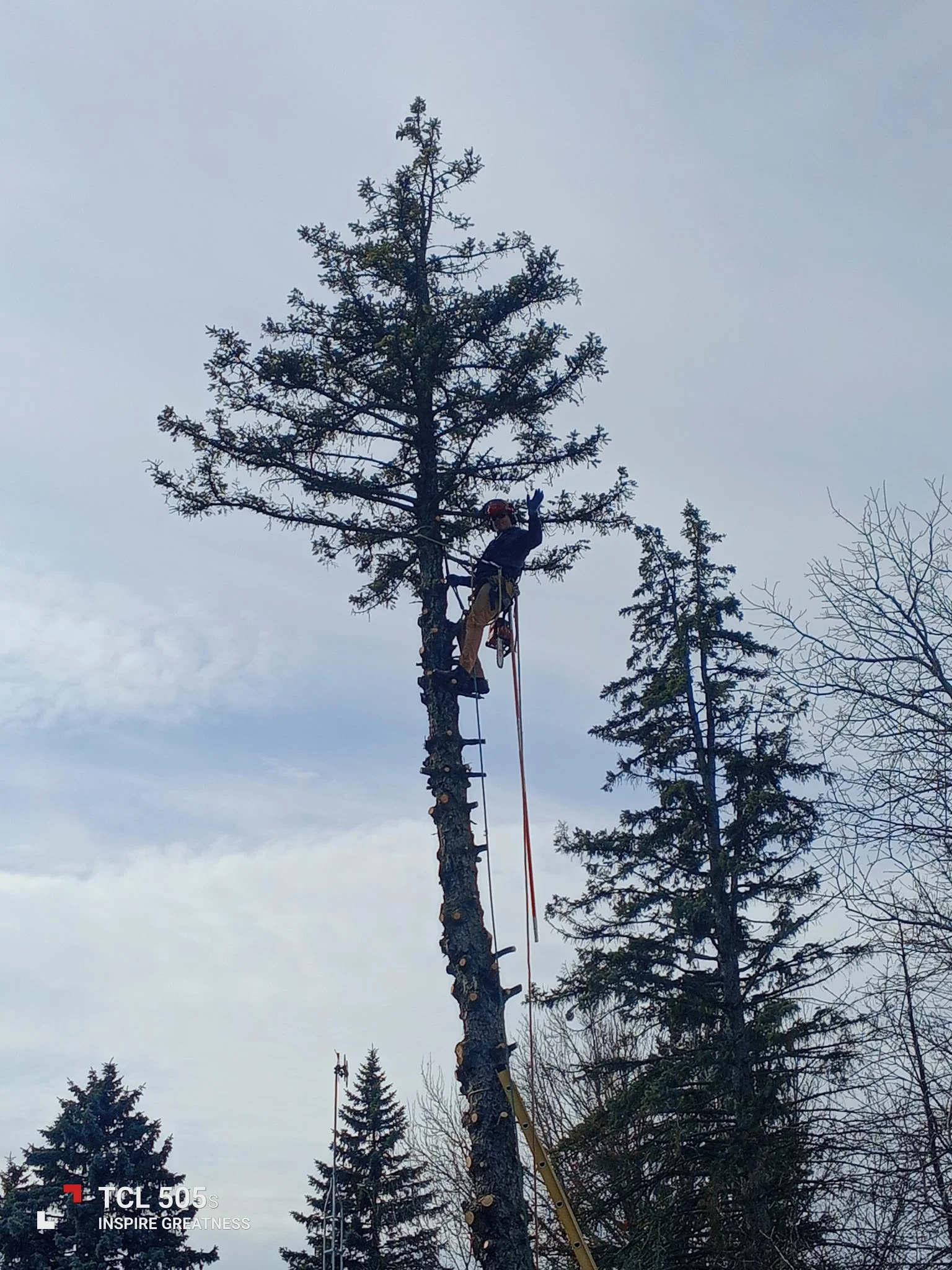Dan Cutting Spruce Tree.JPG