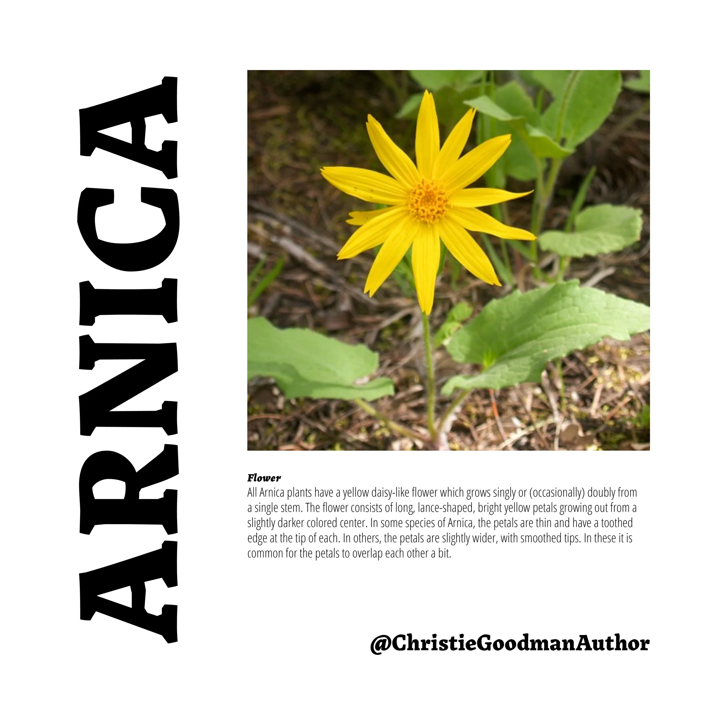 Flower_Identification_round_12.jpg